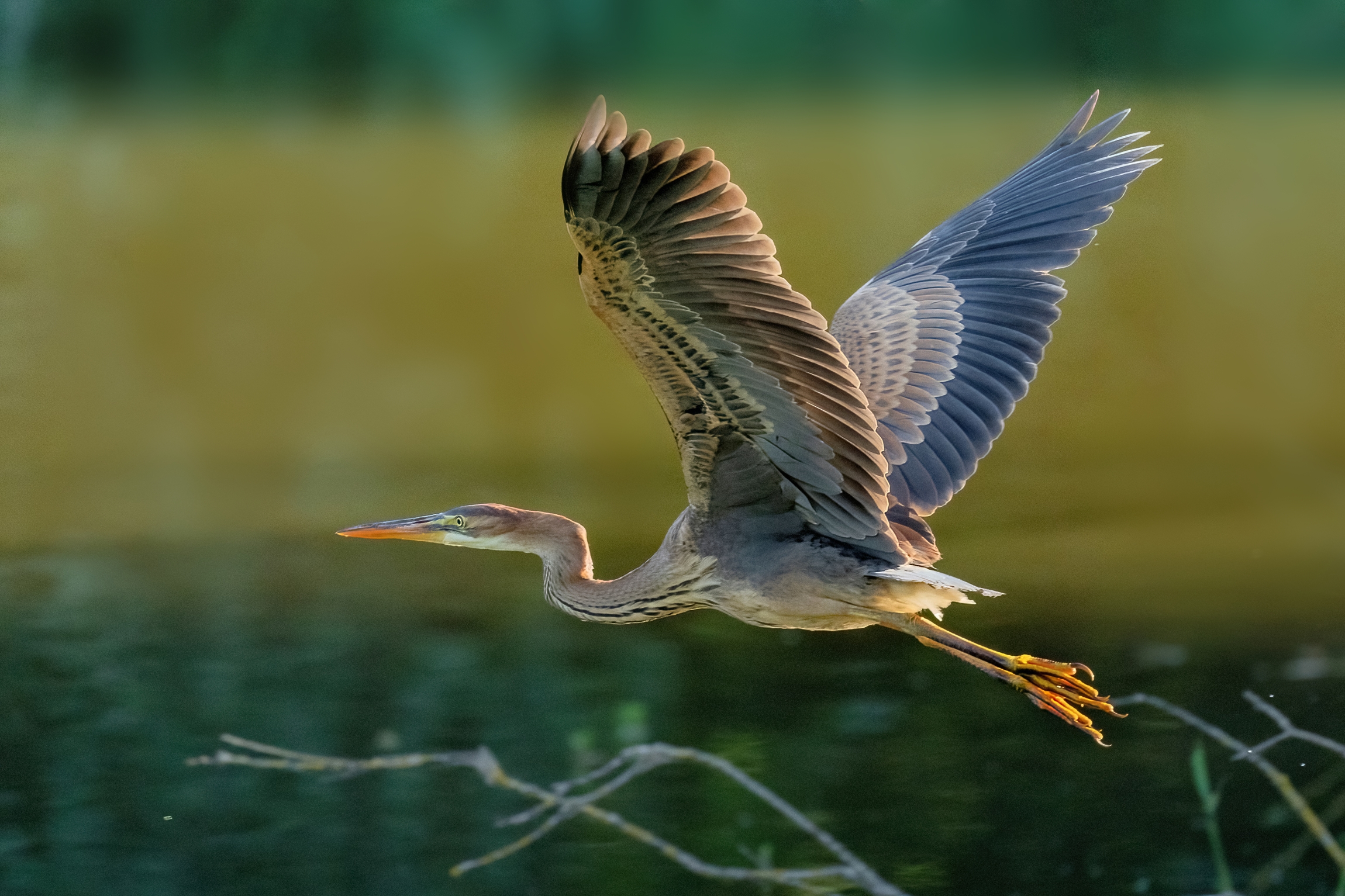 Young Purple Heron (Ardea purpurea)