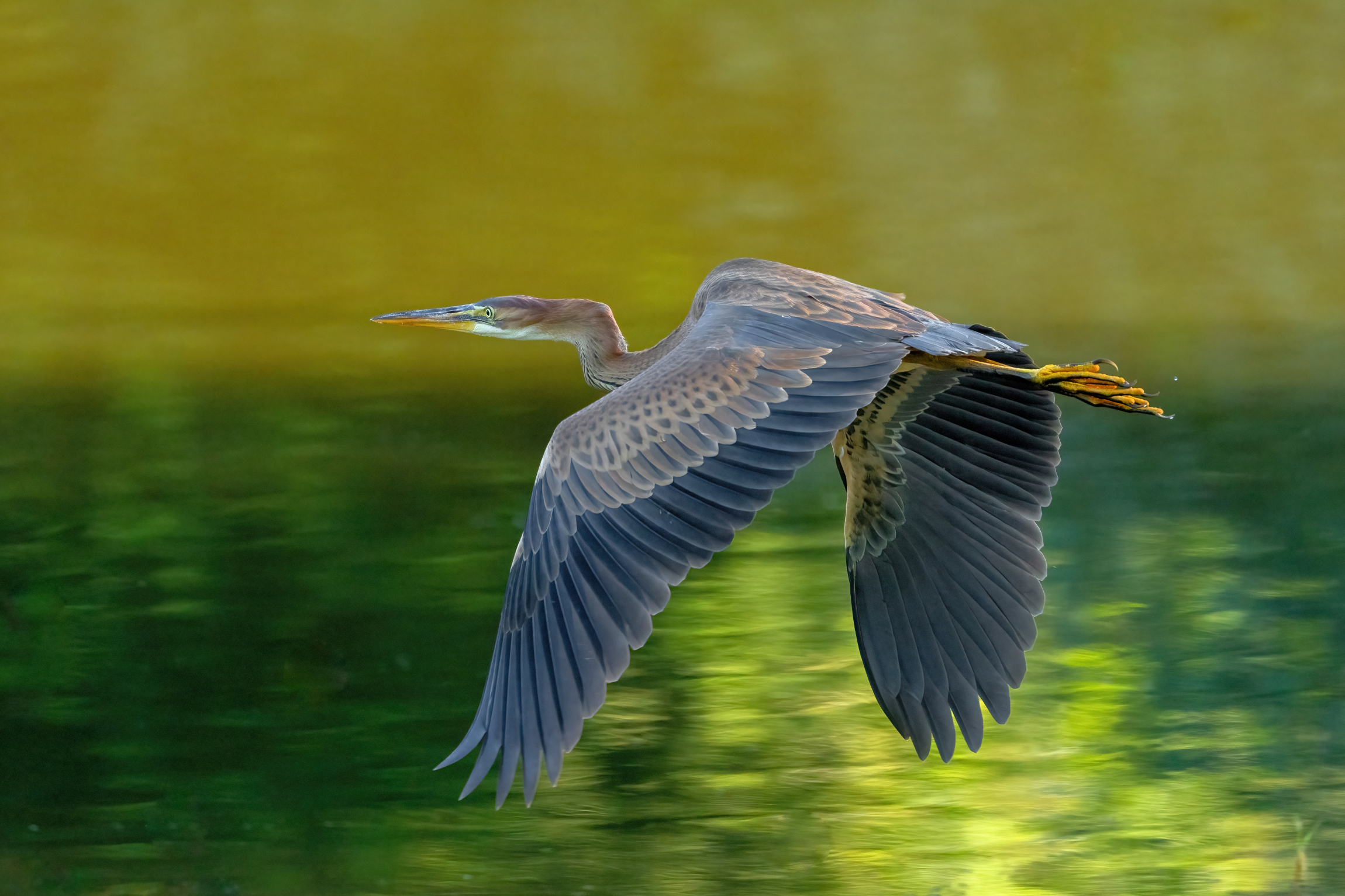 Giovane Airone rosso (Ardea purpurea)