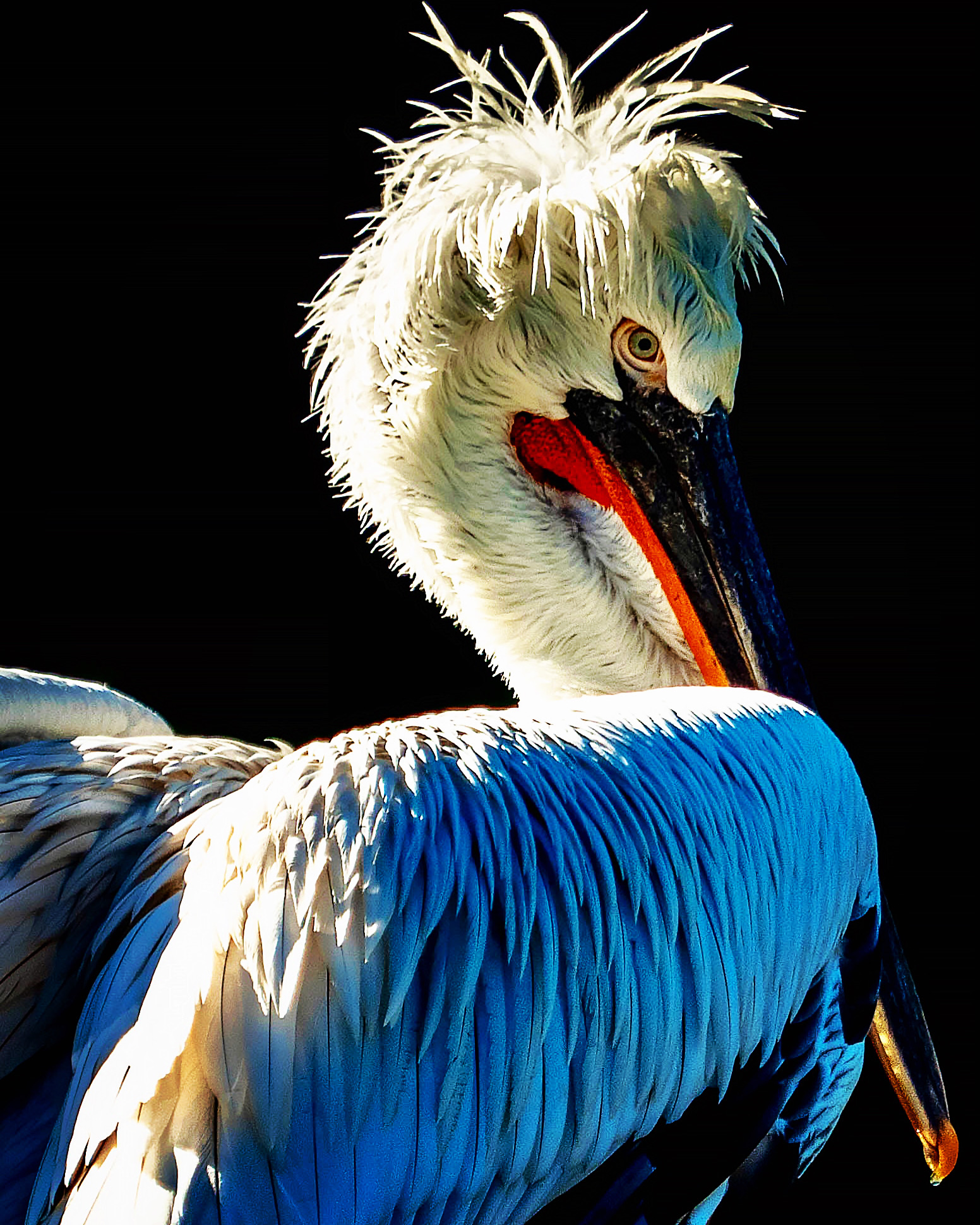 Pelikan