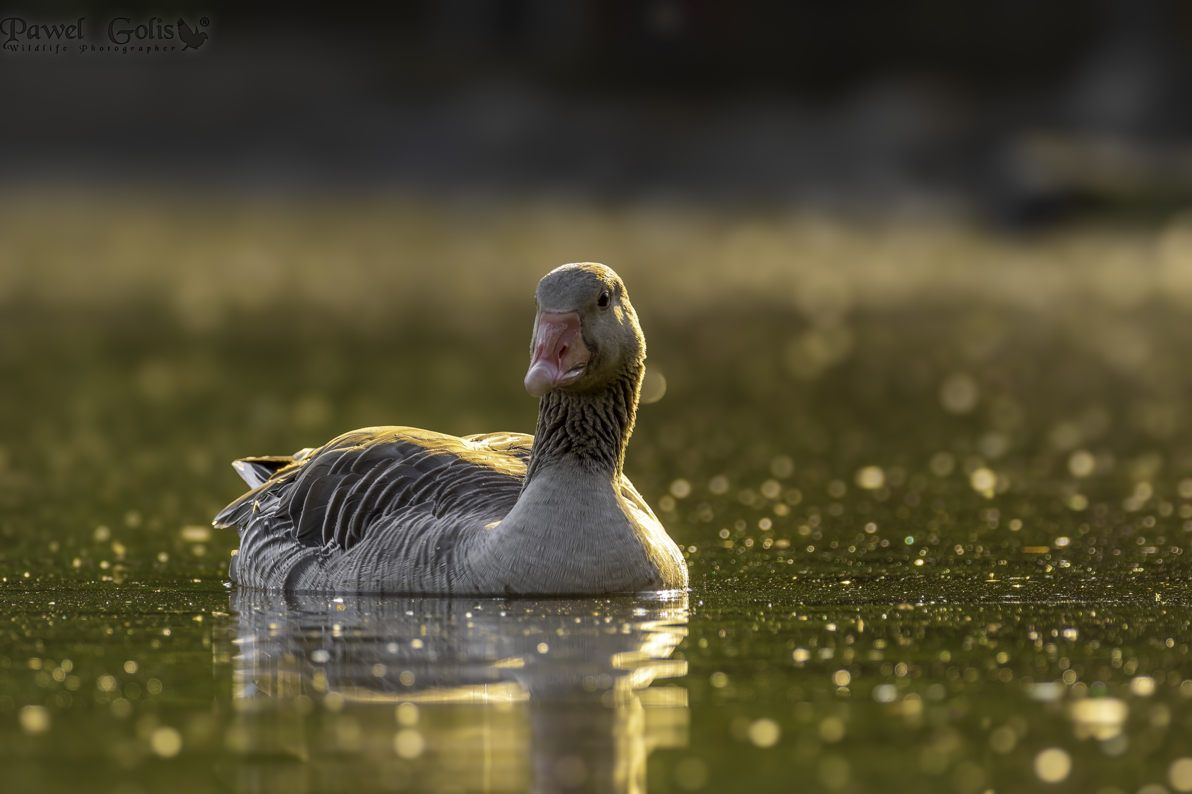 Oca selvatica (Anser anser)