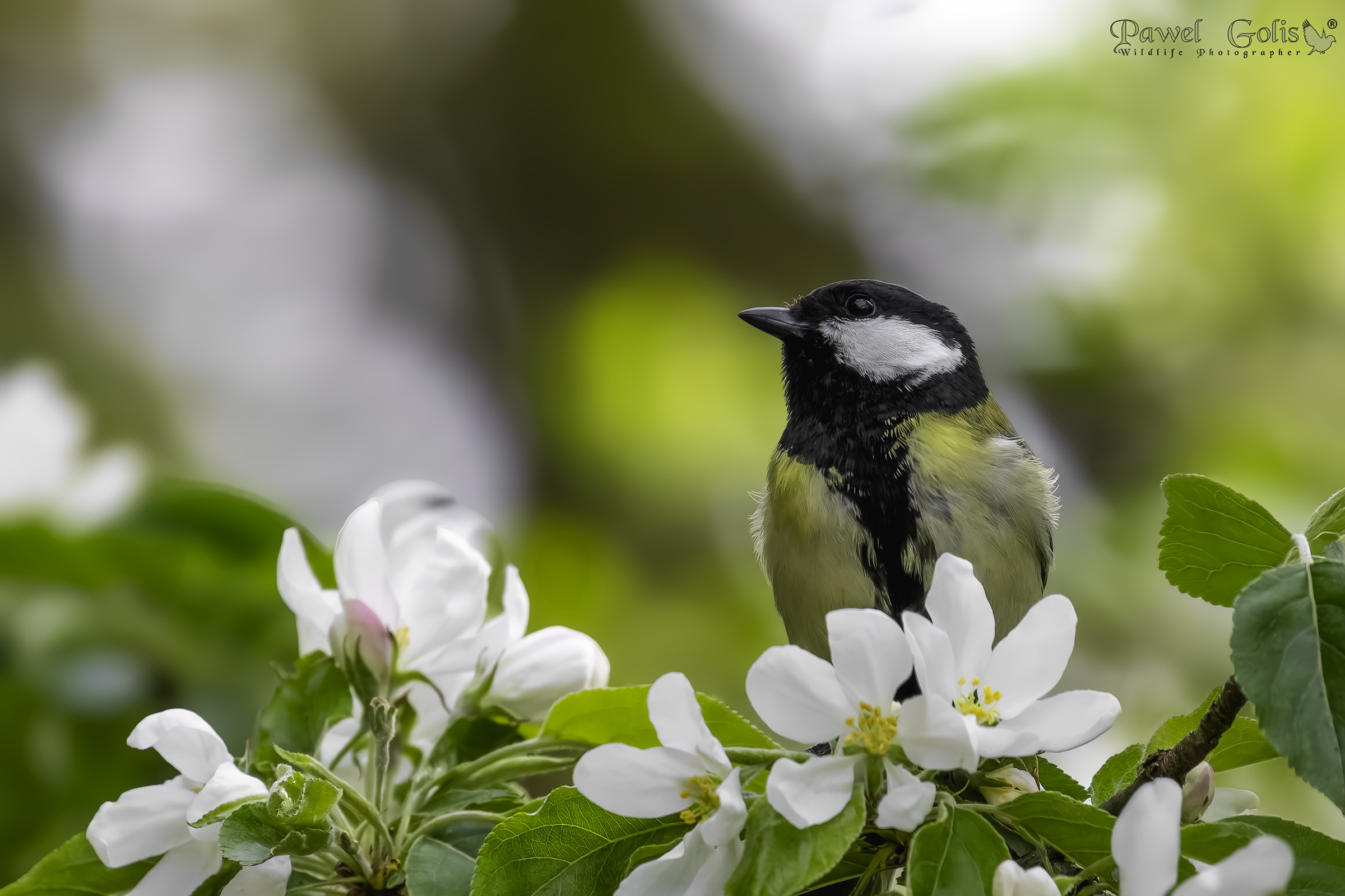 La cinciallegra (Parus major)