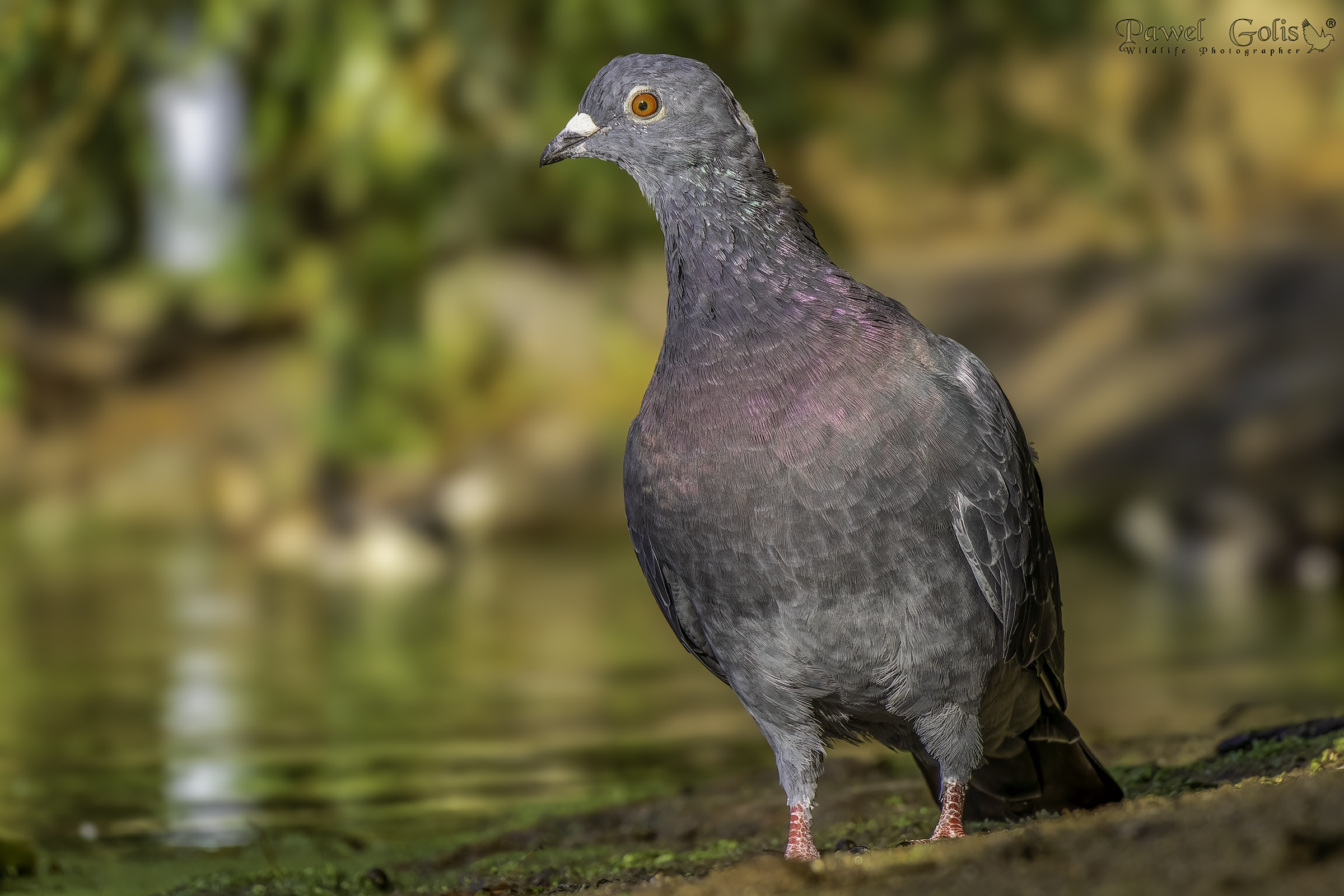 Piccione di roccia (Columba livia)