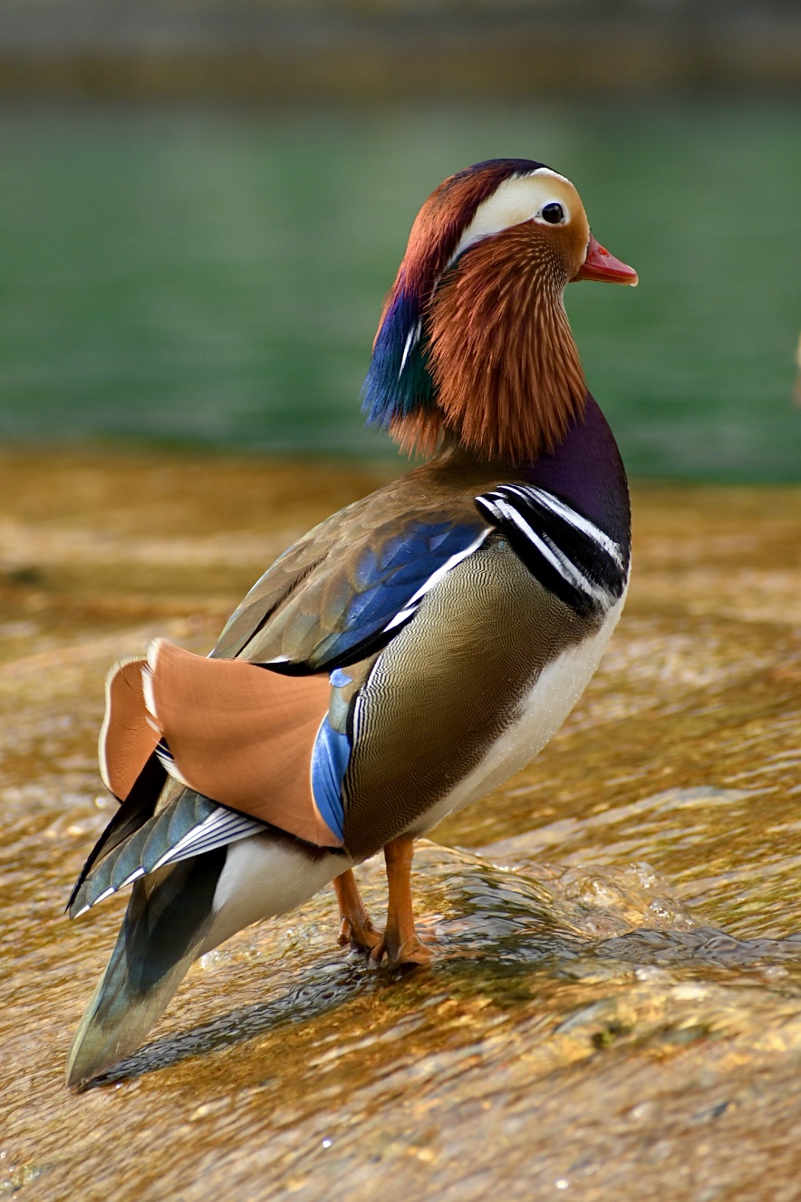 Nella vasca della Reggia di Caserta