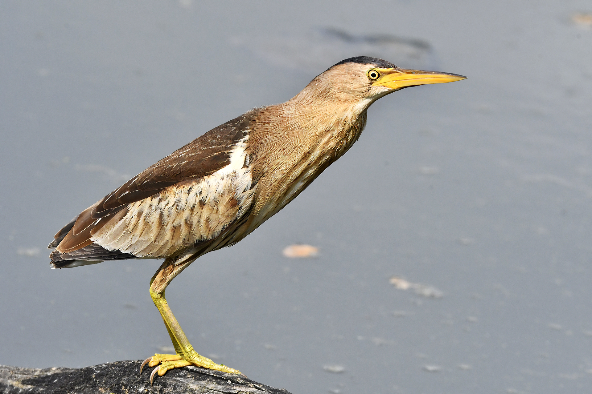 Young Night Heron