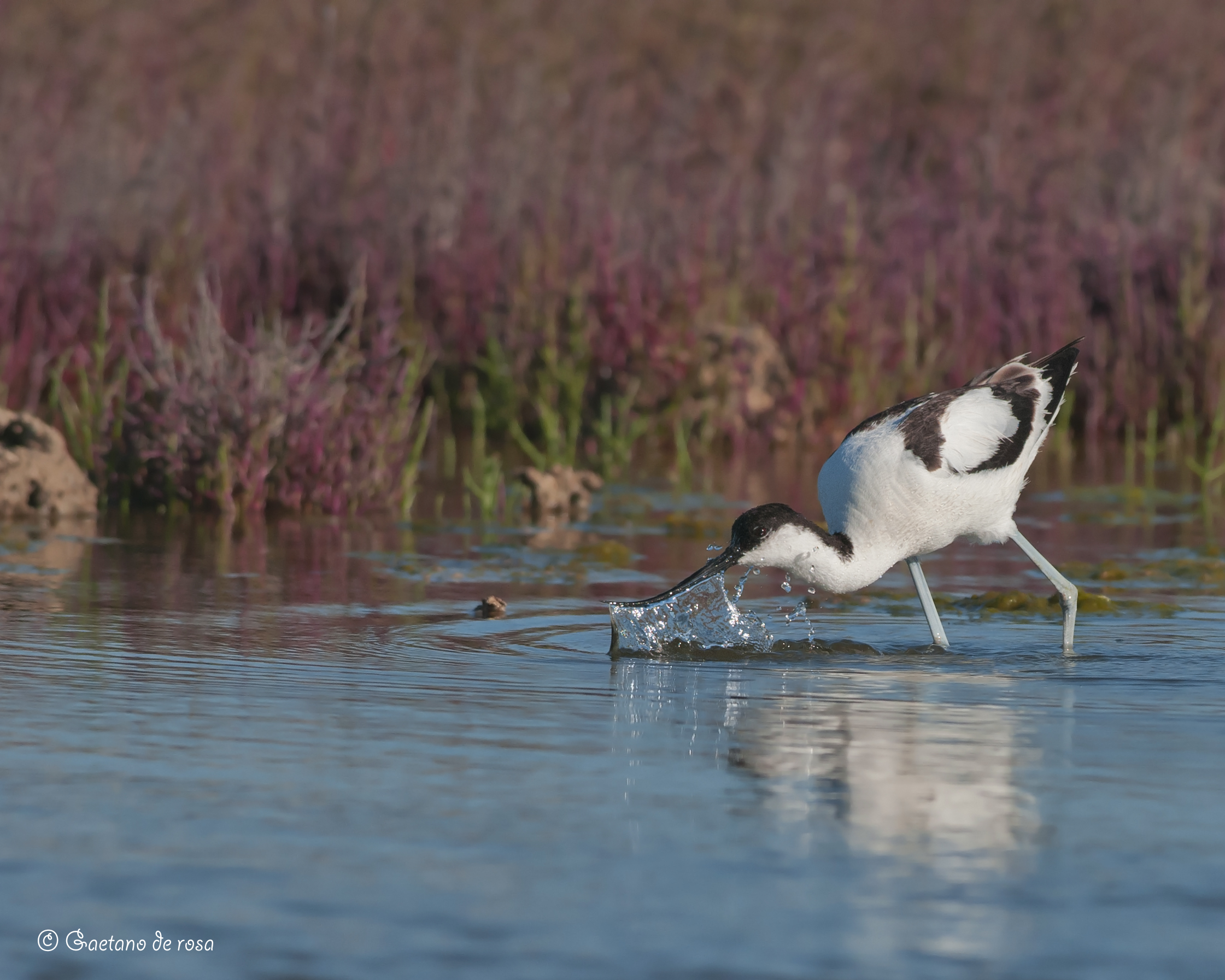 Avocetta.