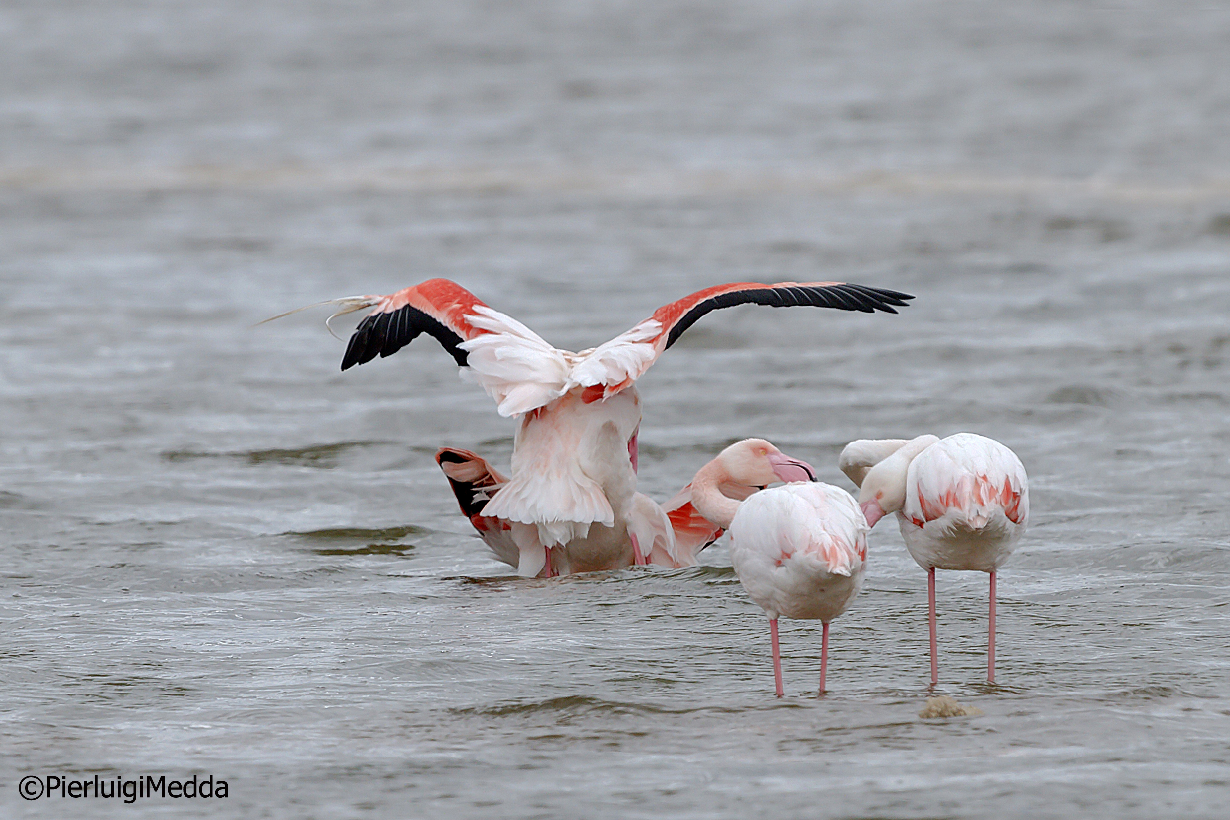 Accoppiamento di Fenicotteri rosa