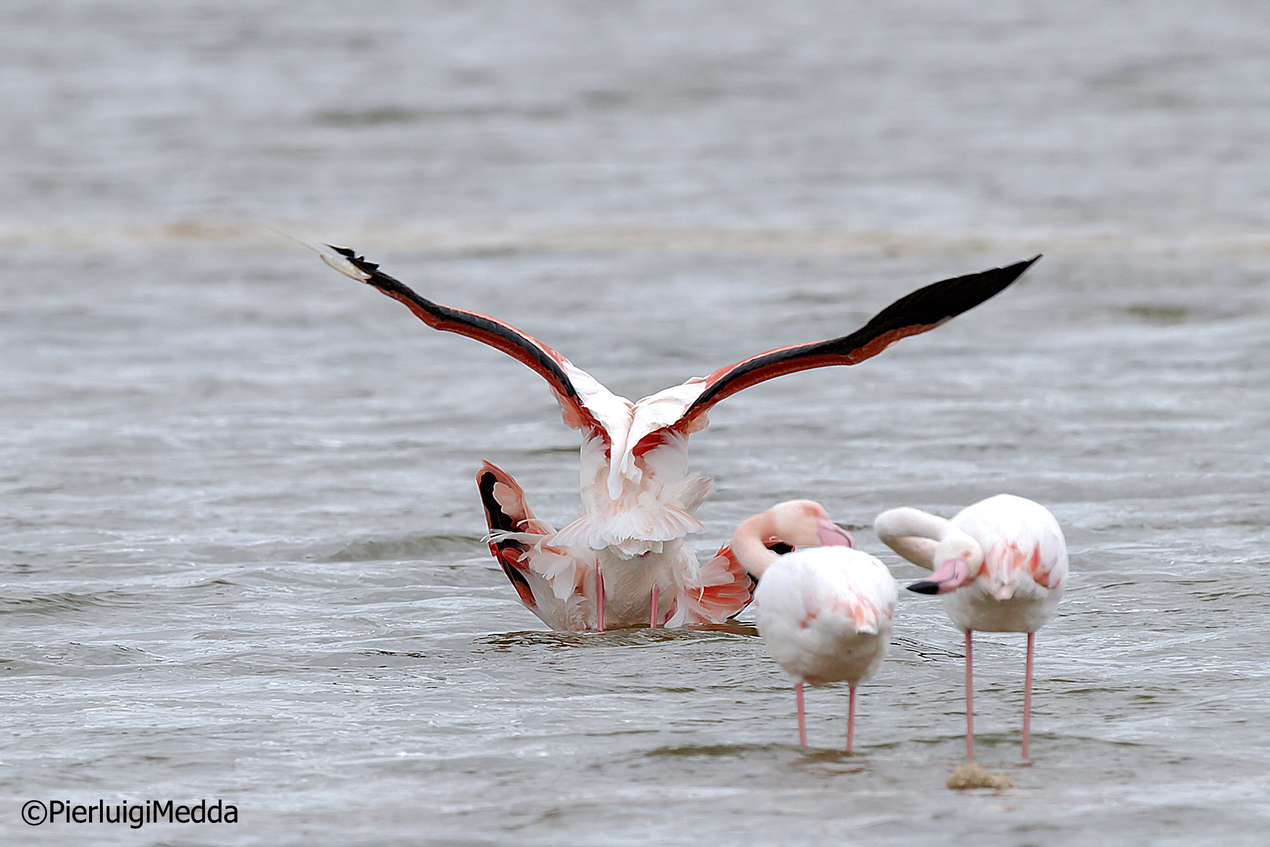 Accoppiamento di Fenicotteri rosa
