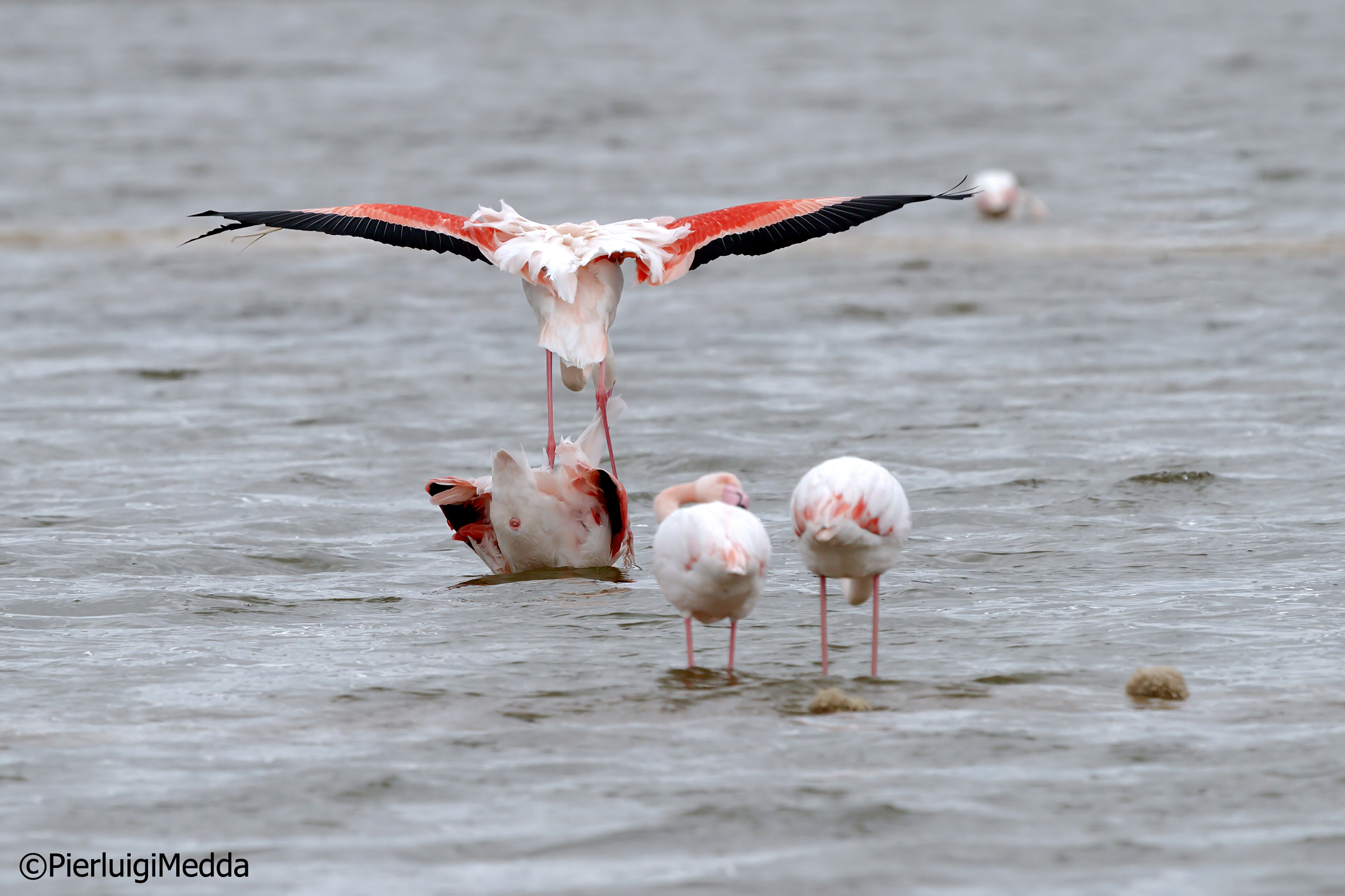 Accoppiamento di Fenicotteri rosa