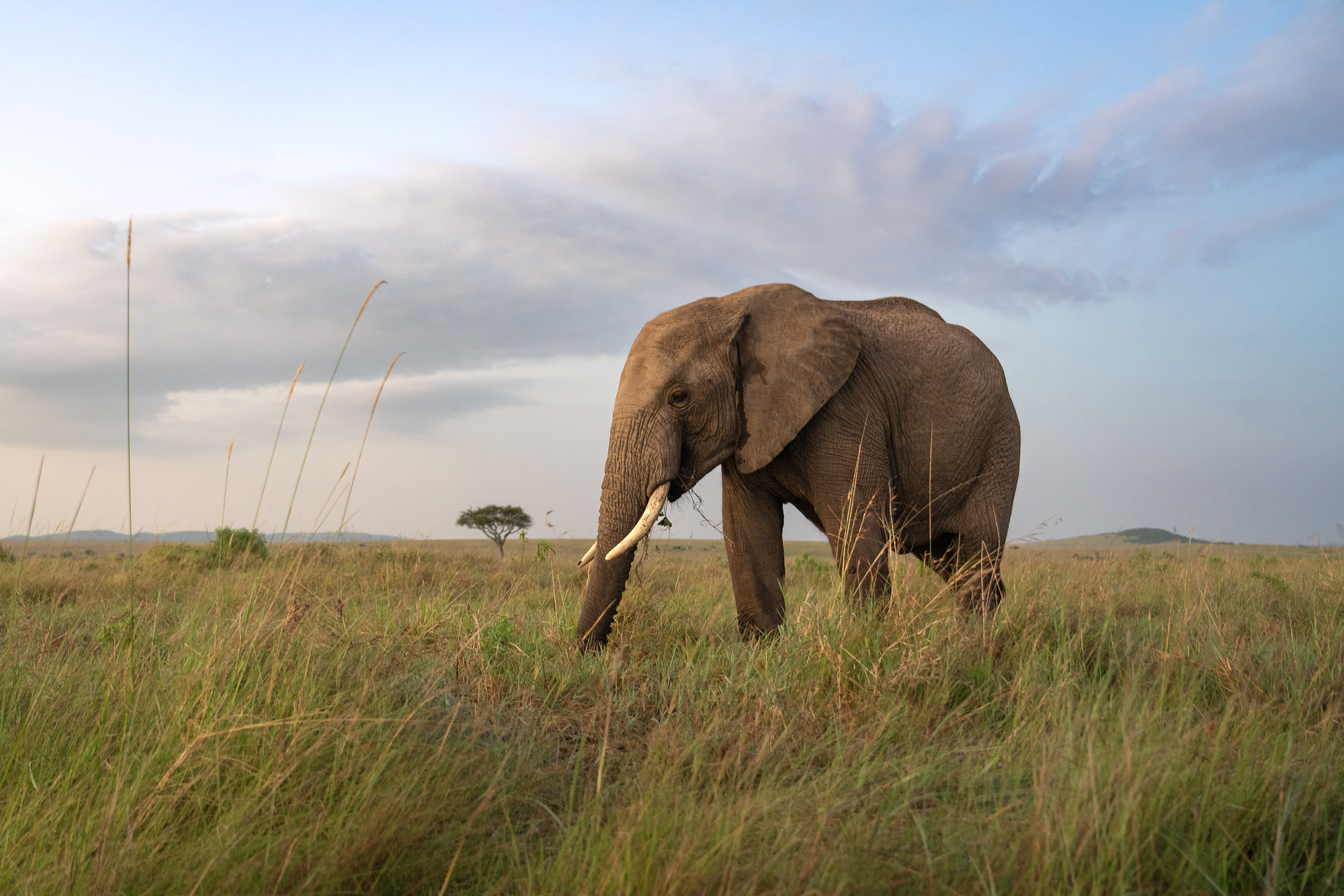 Masai Mara Elephant