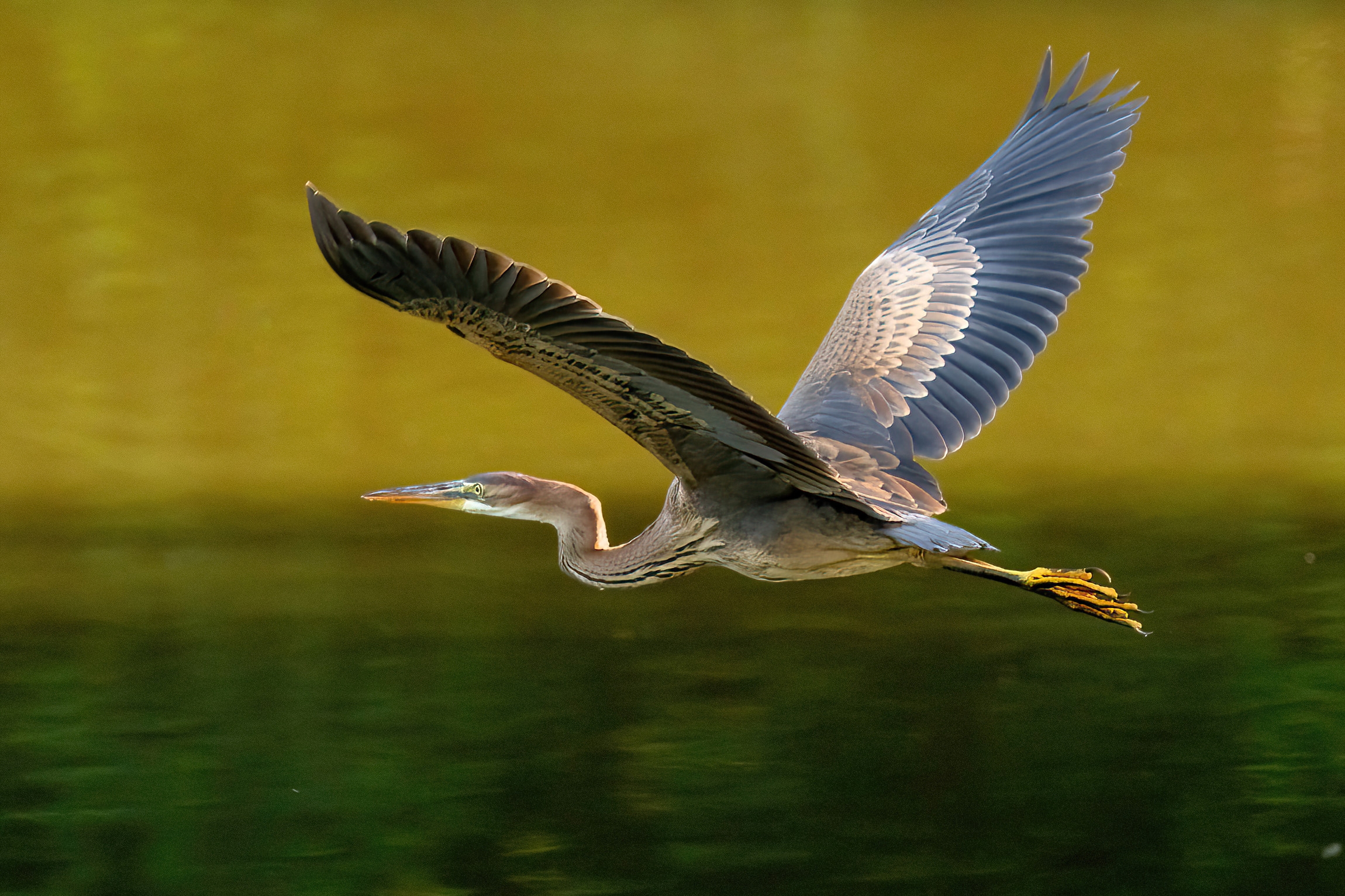 Giovane Airone rosso (Ardea purpurea)