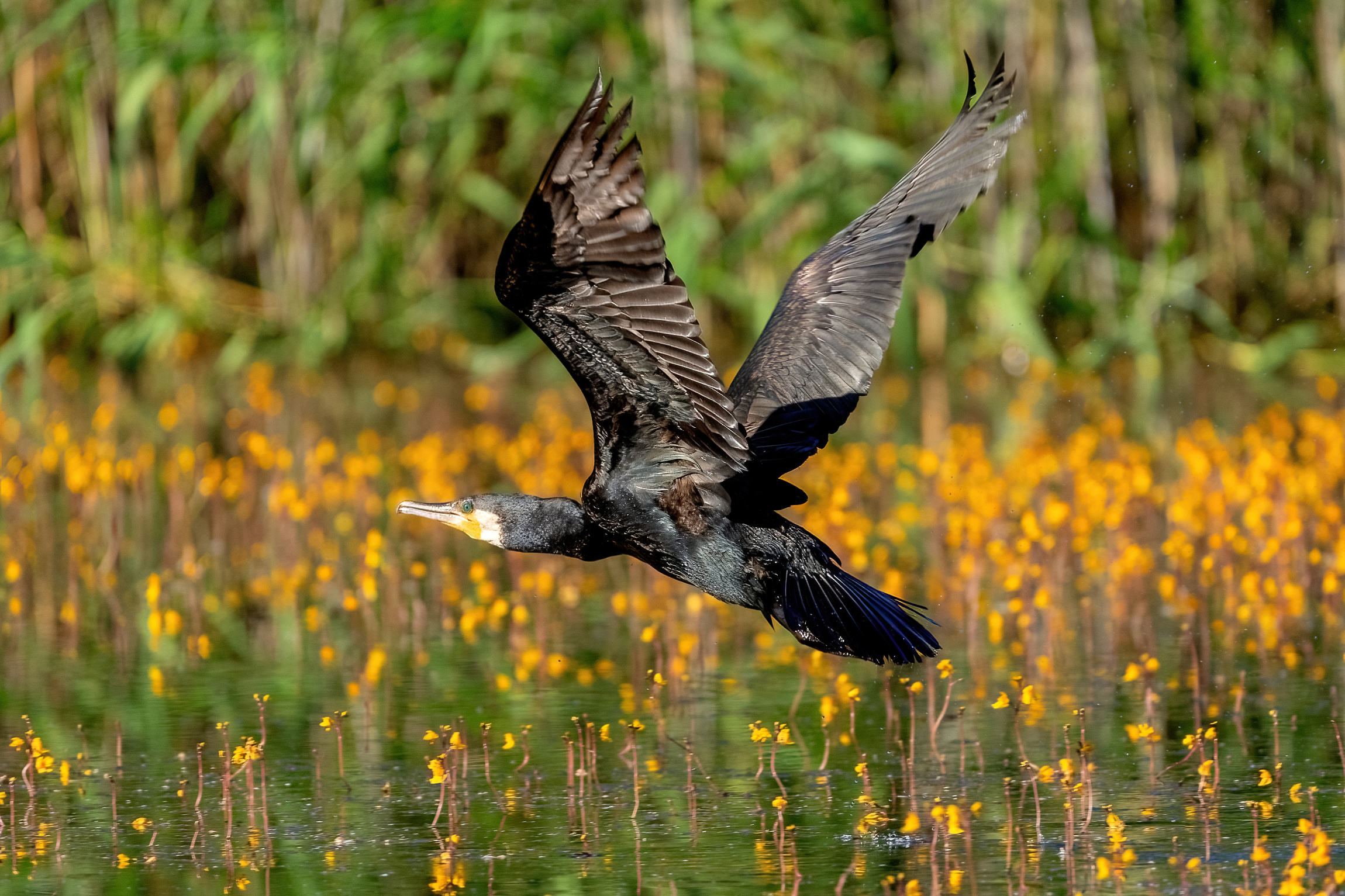 Cormorano (Phalacrocorax carbo)