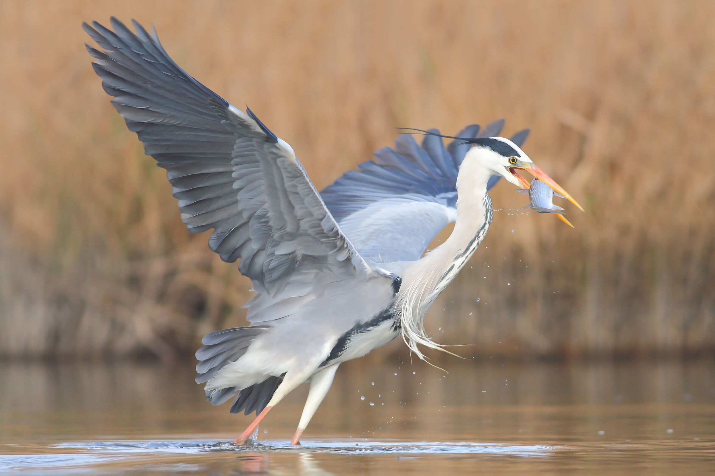 Grey heron