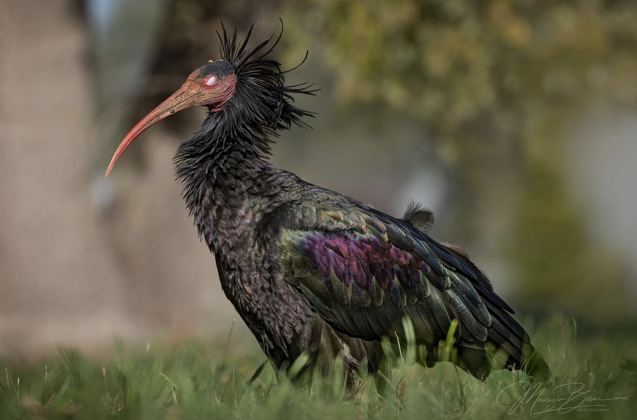 Northern Bald Ibis