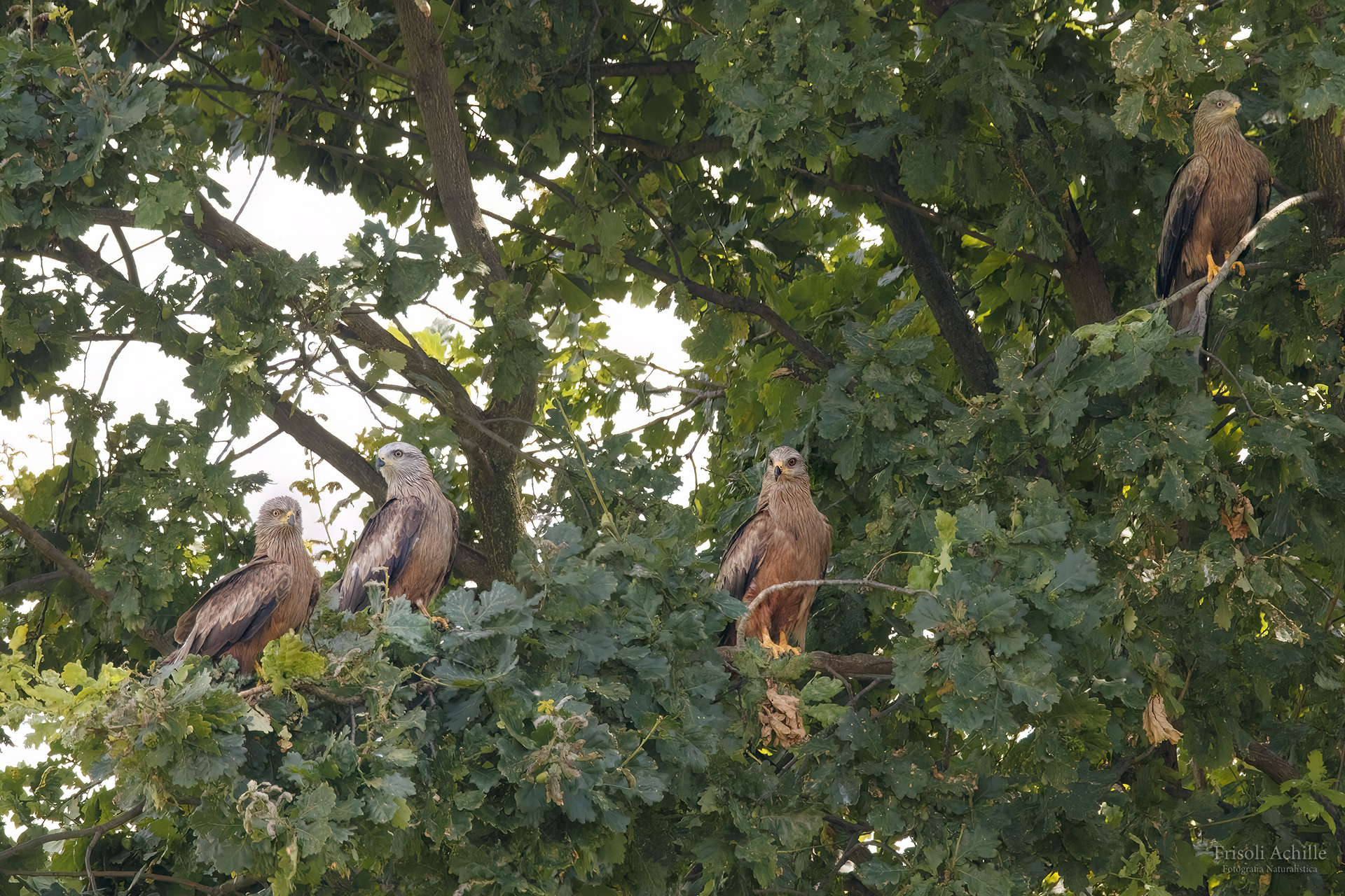 Black Kites