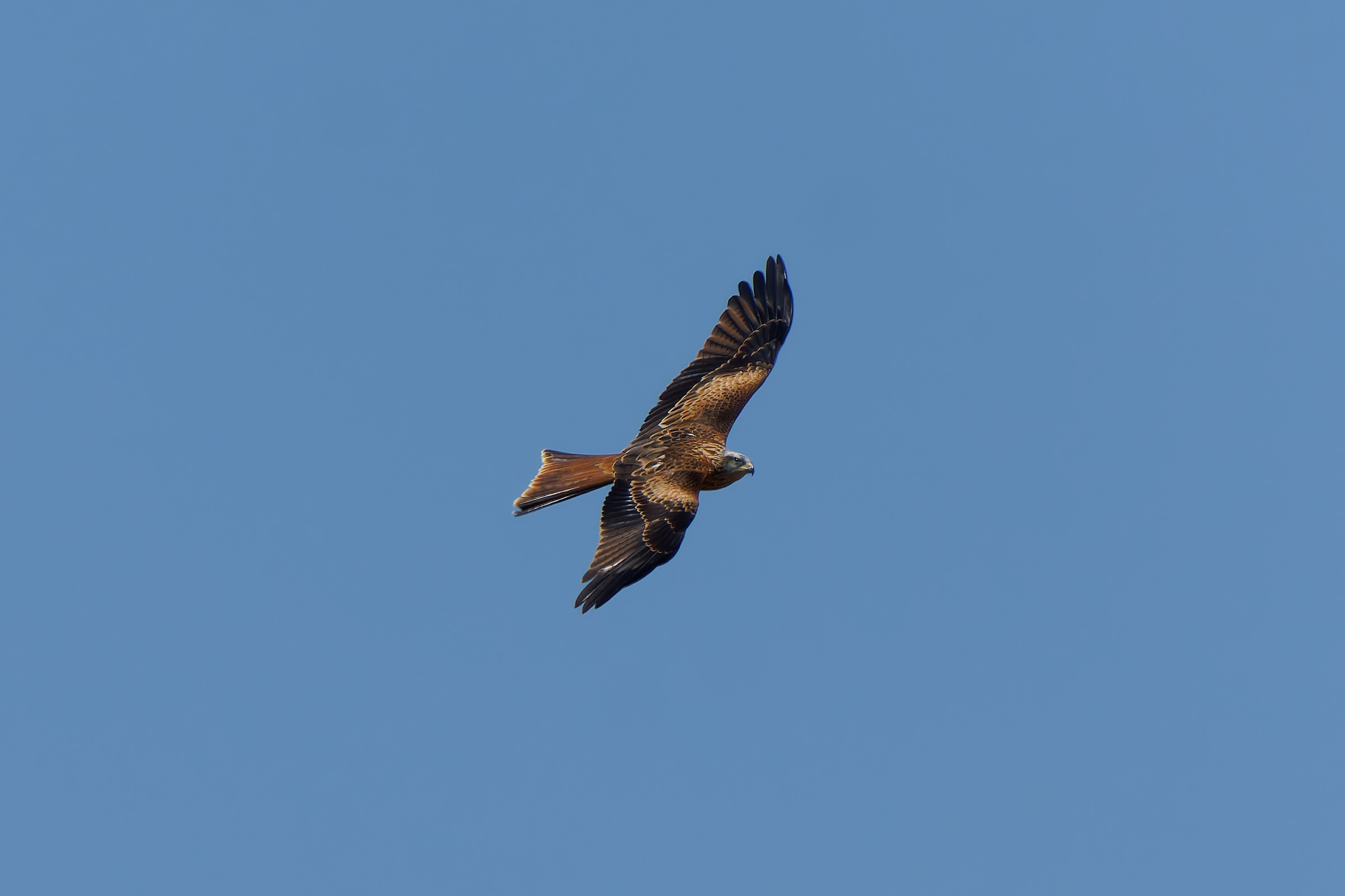 Red kite