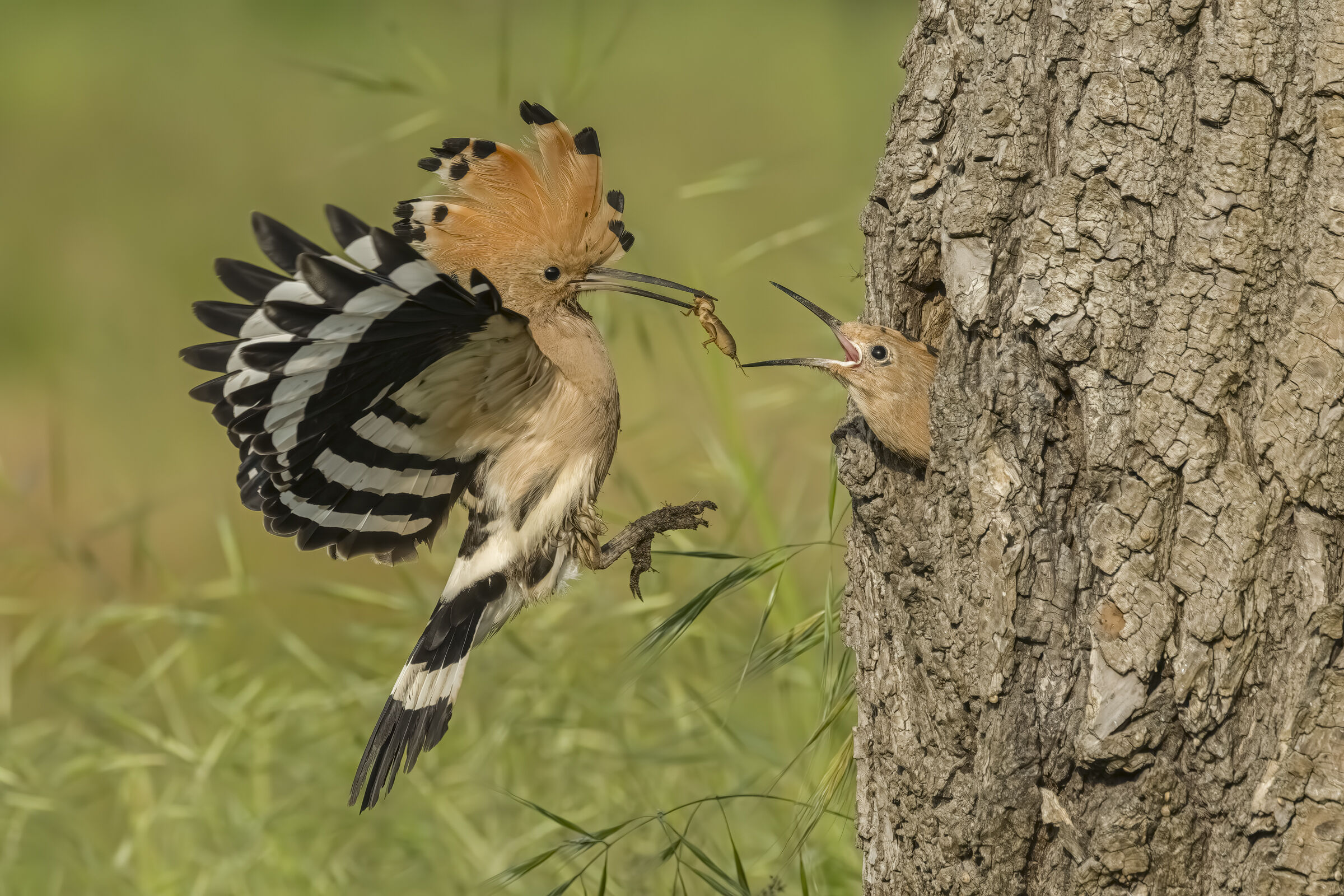 Hoopoe