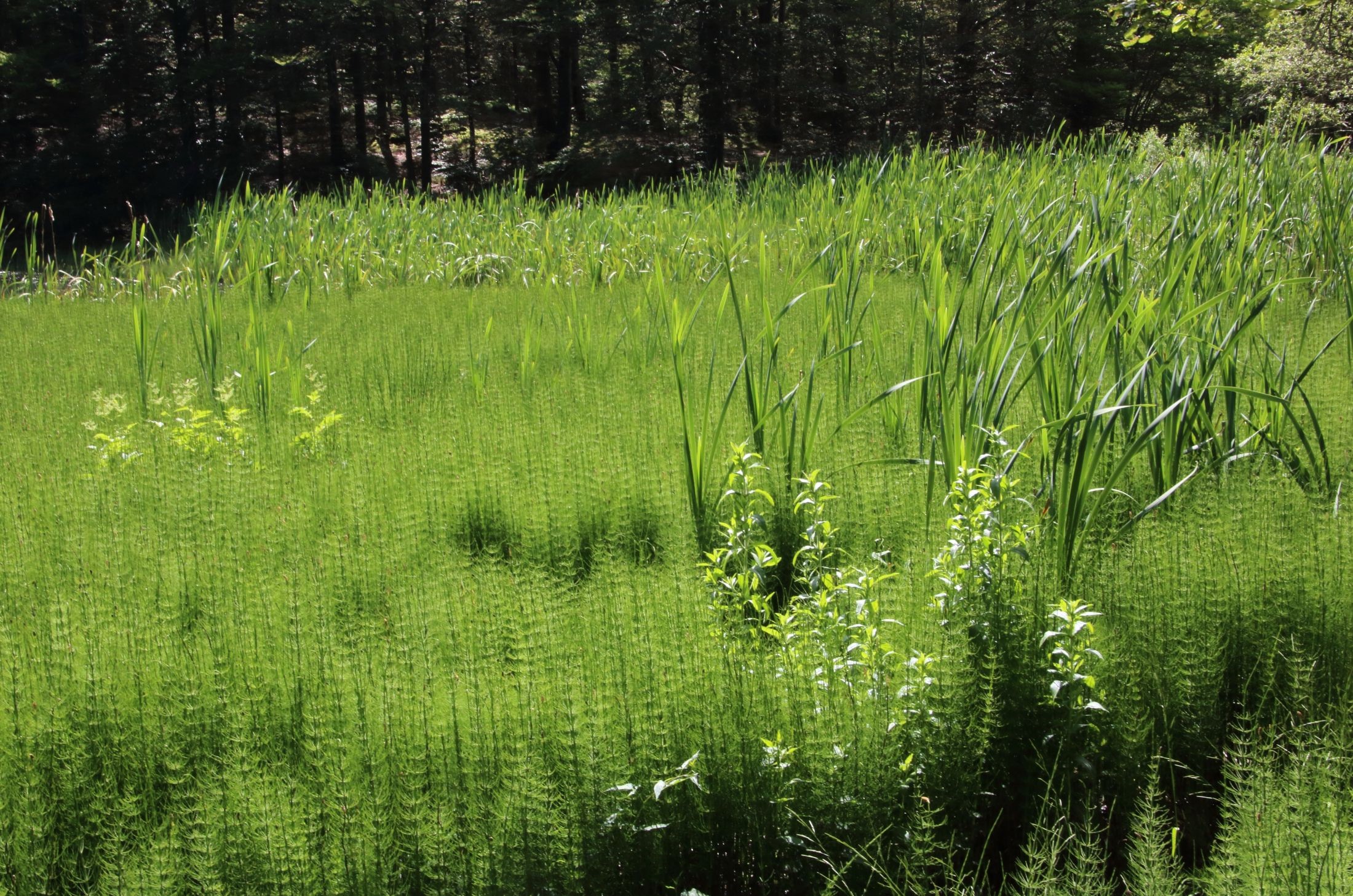 Vegetazione lacustre