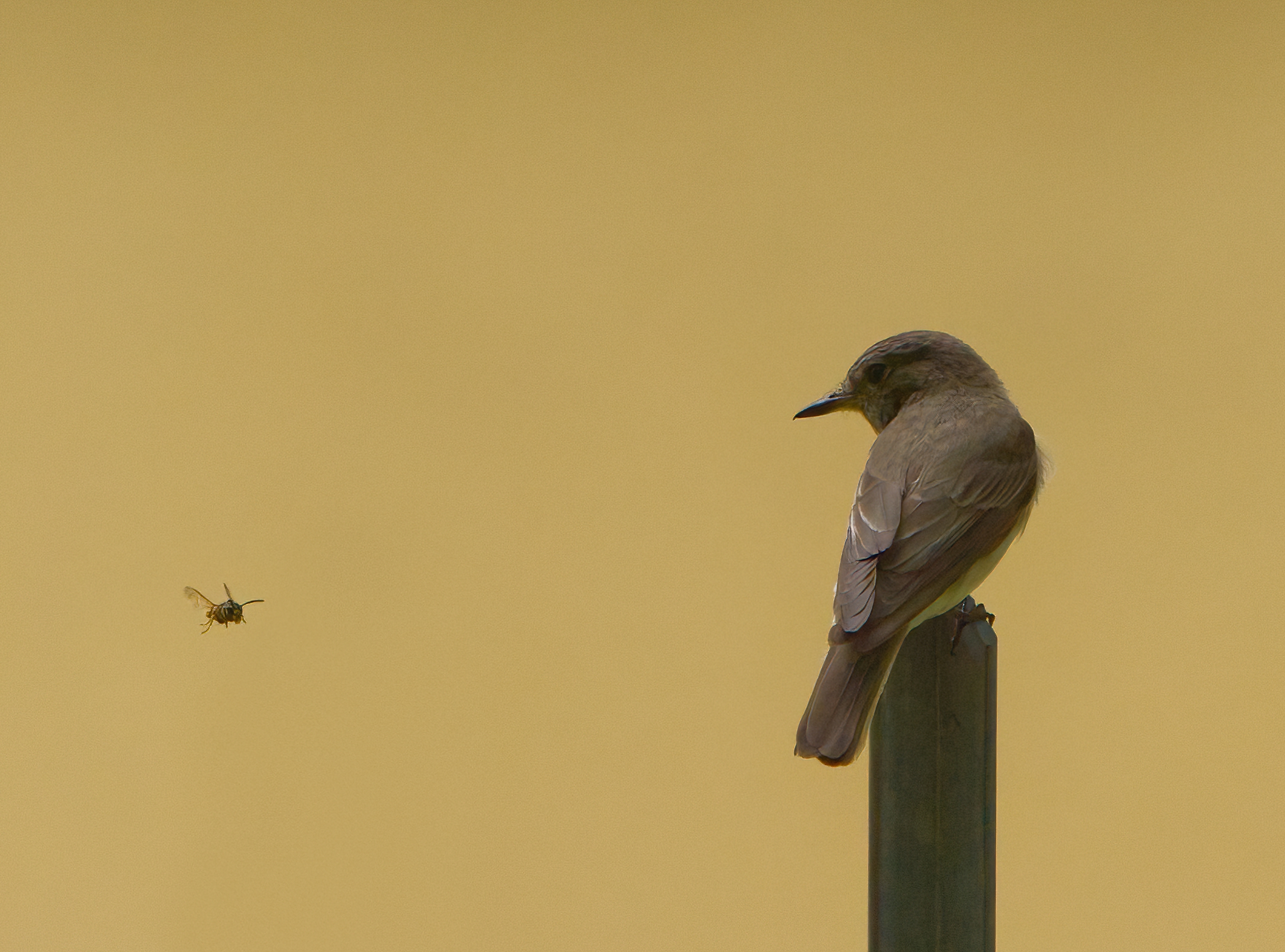 Dai avvicinati ancora il po'
