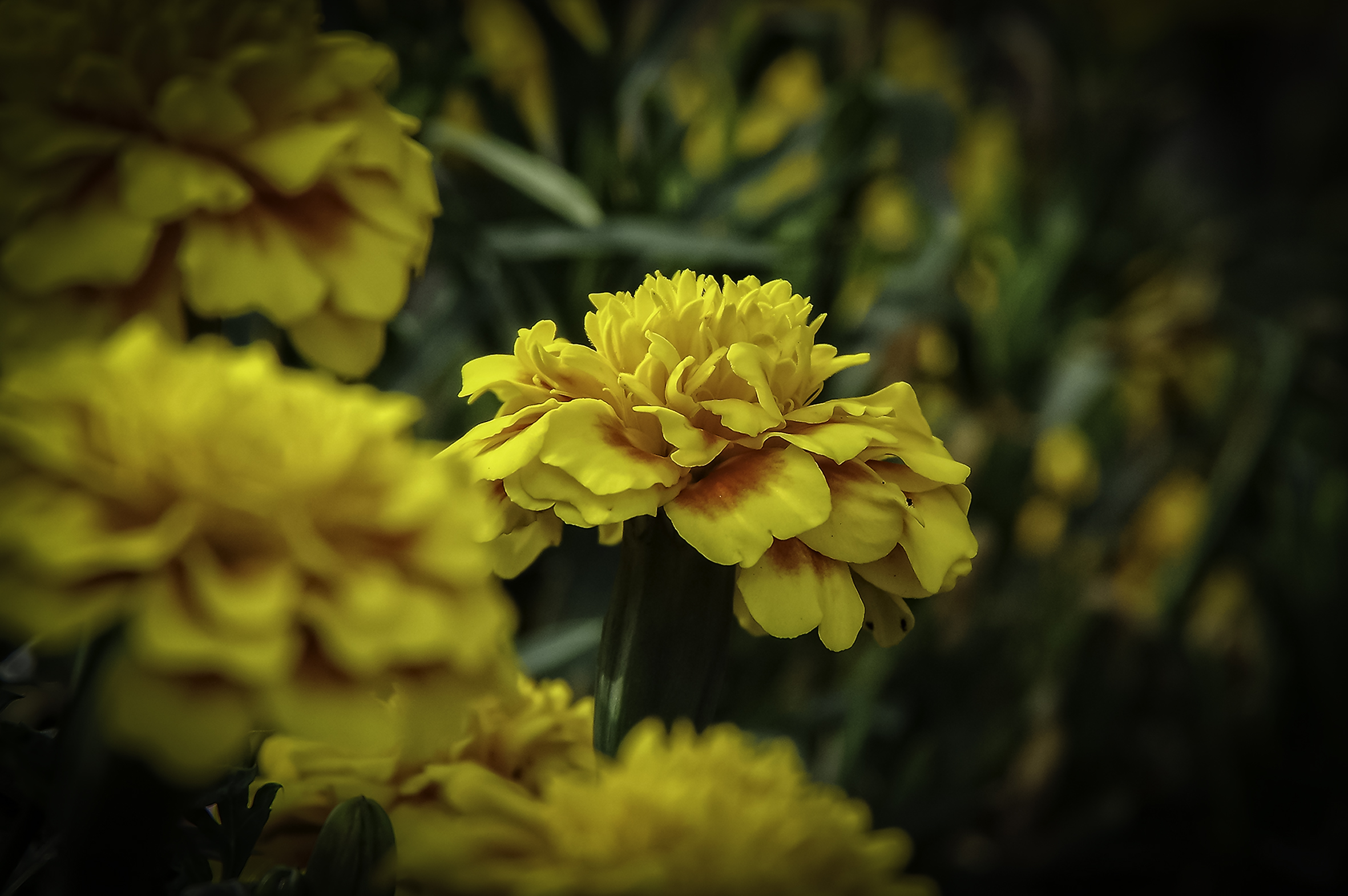 Test