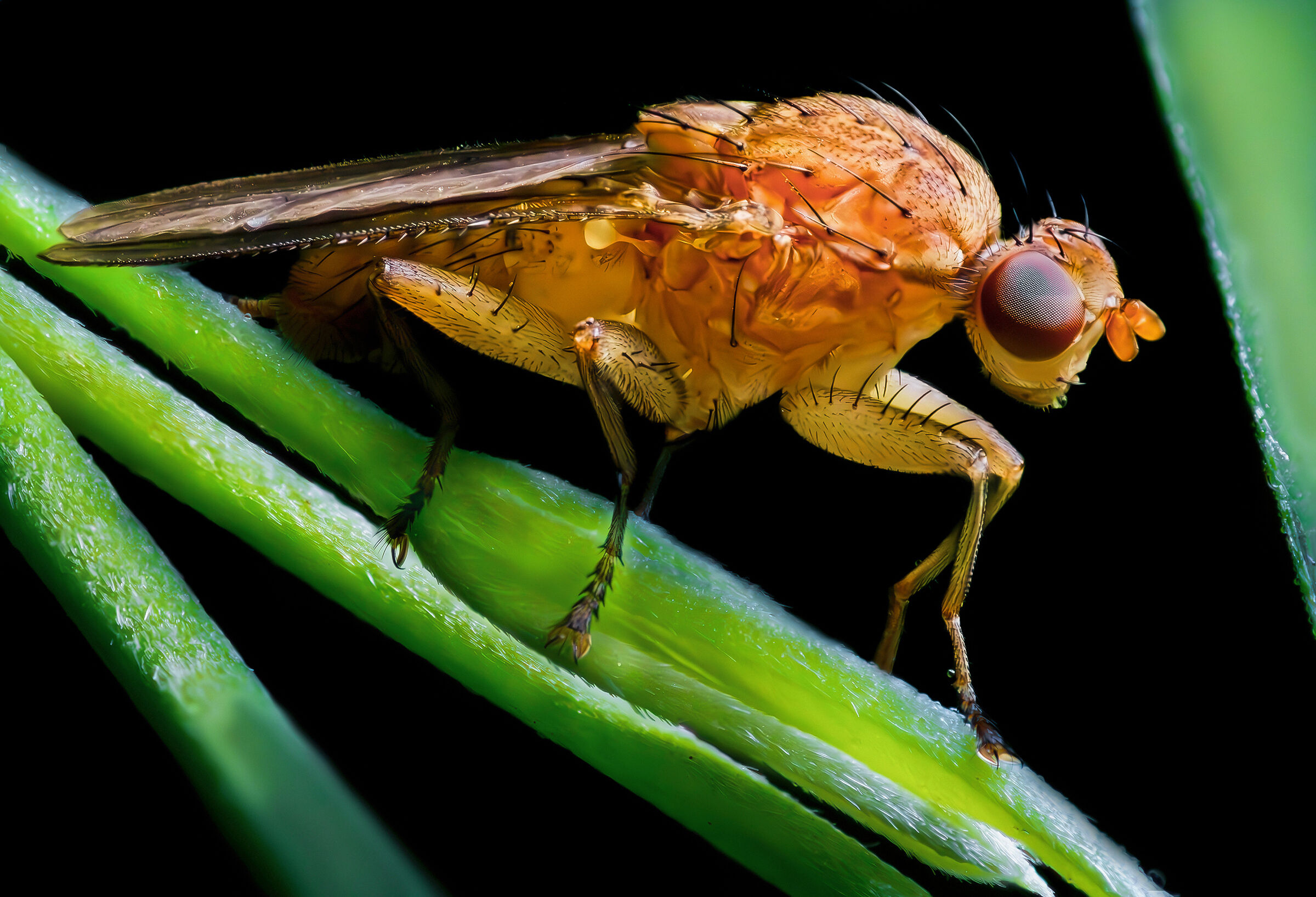 Scathopaga sp. z o.o.