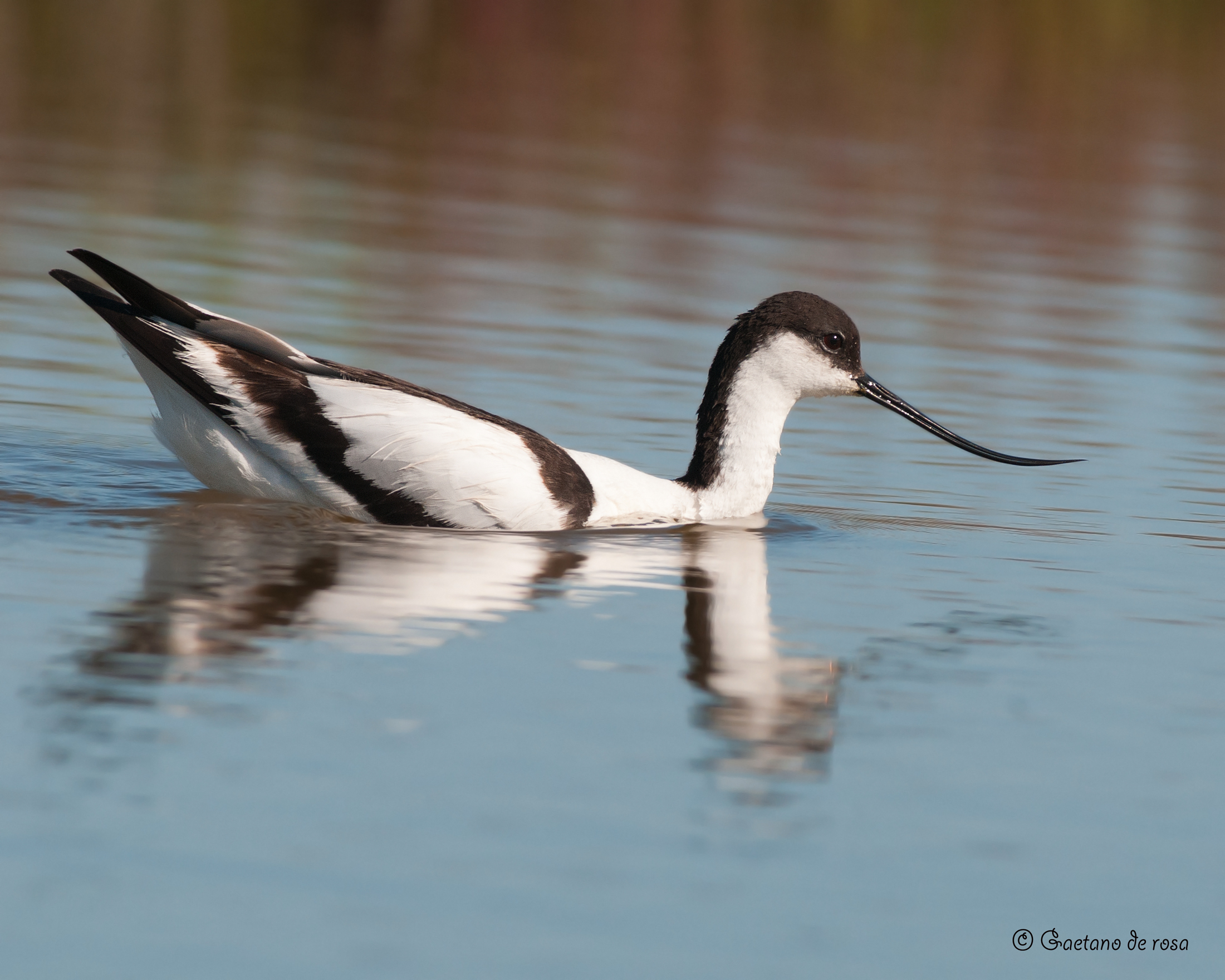 Avocetta.