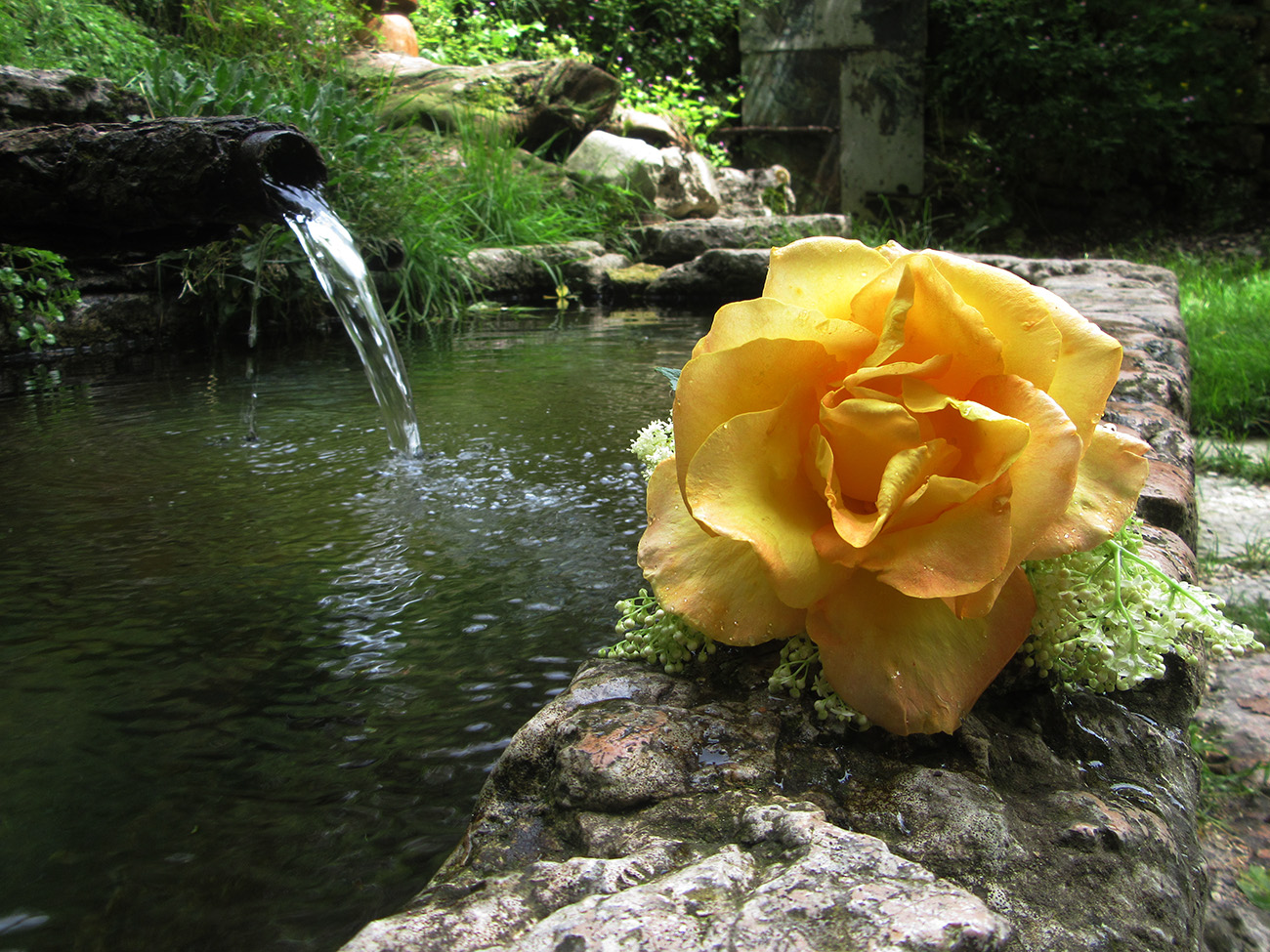 "You are my rose"