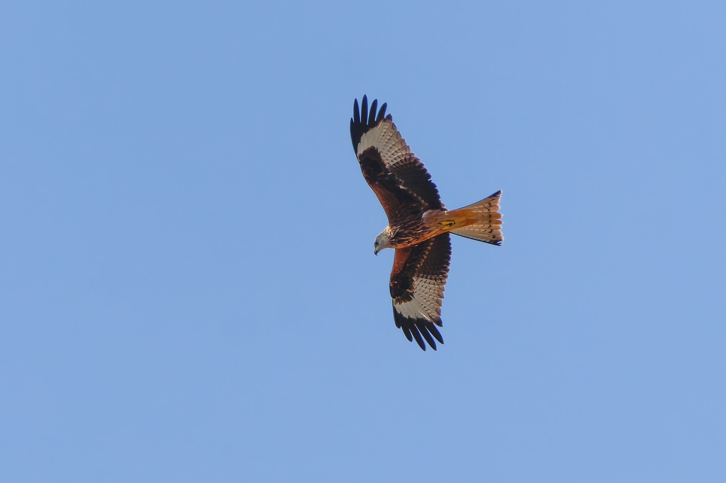 Red kite