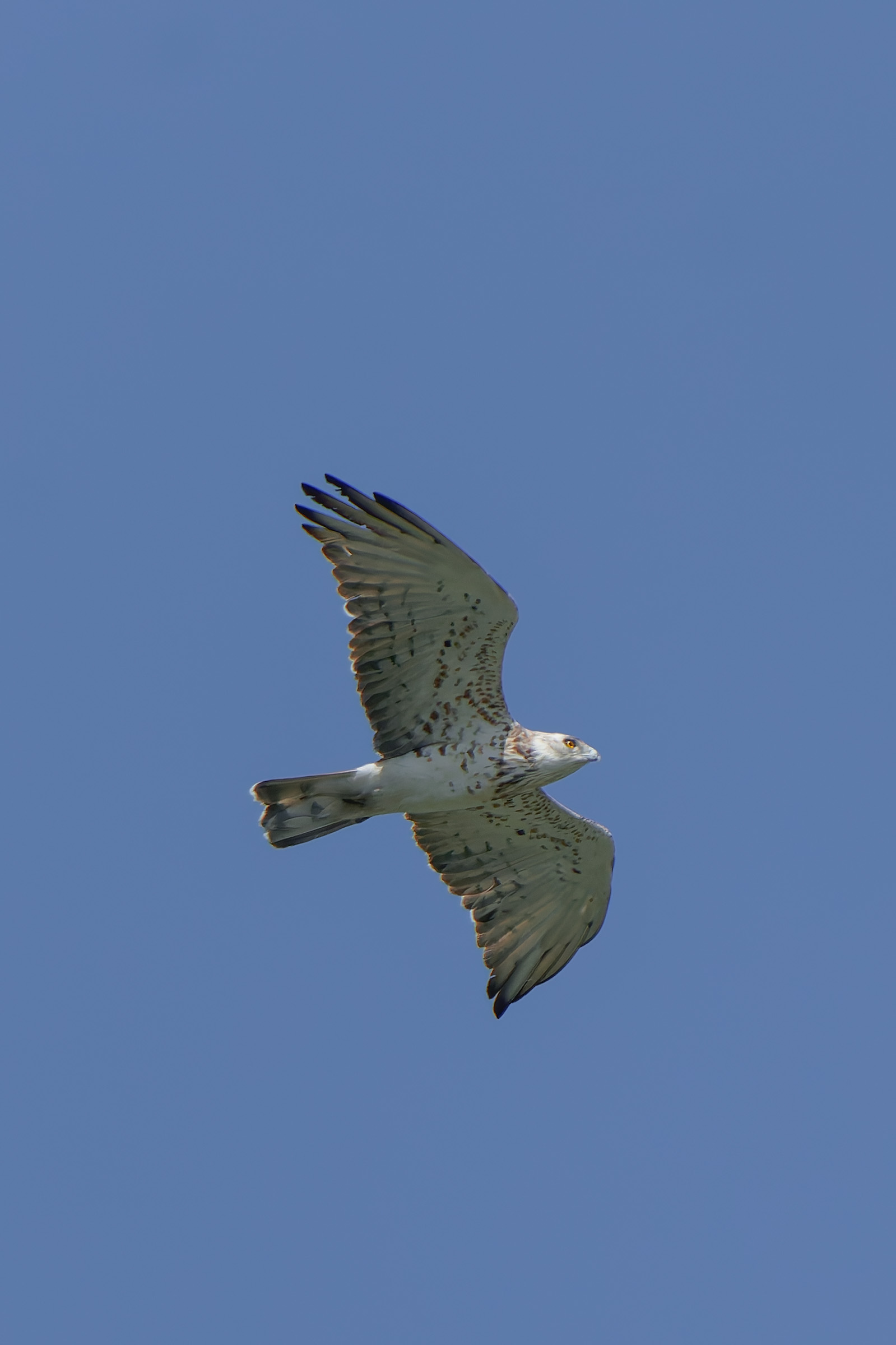 The Short-toed Eagle