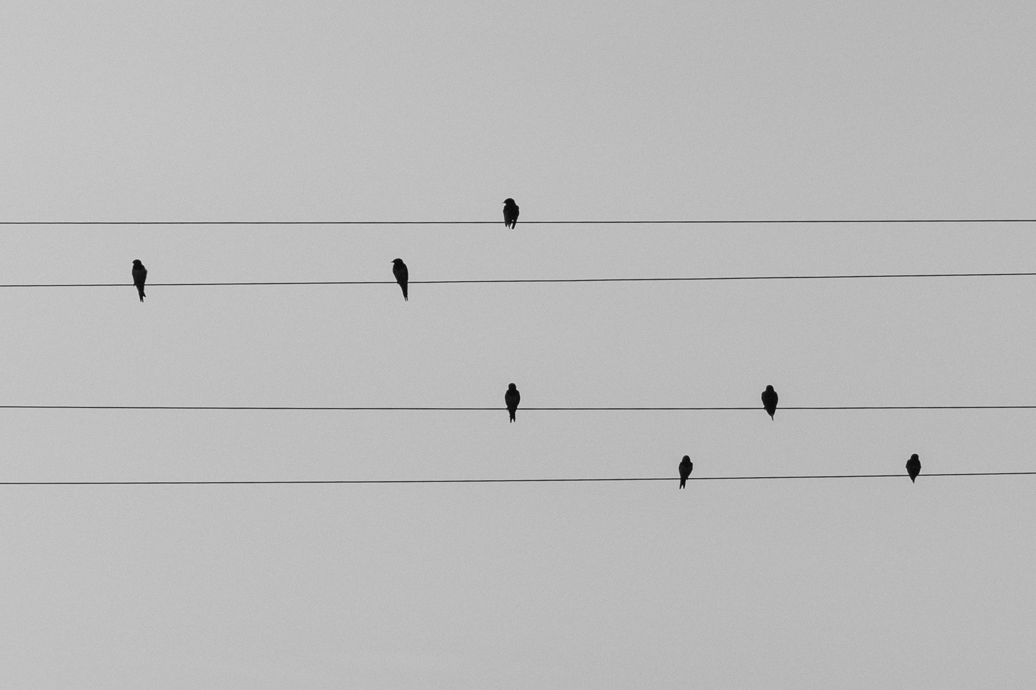 Swallows