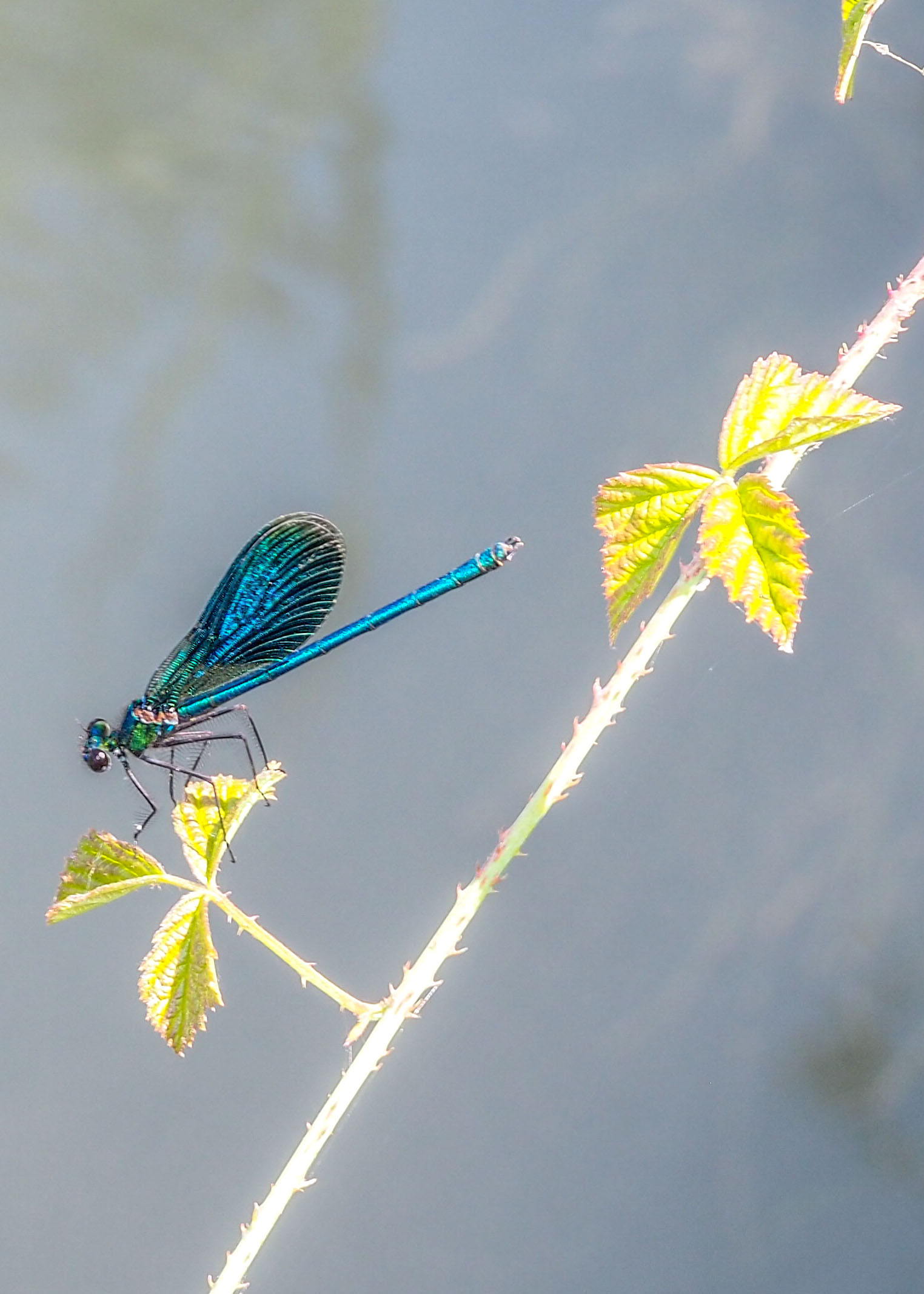 Calopteryx virgo