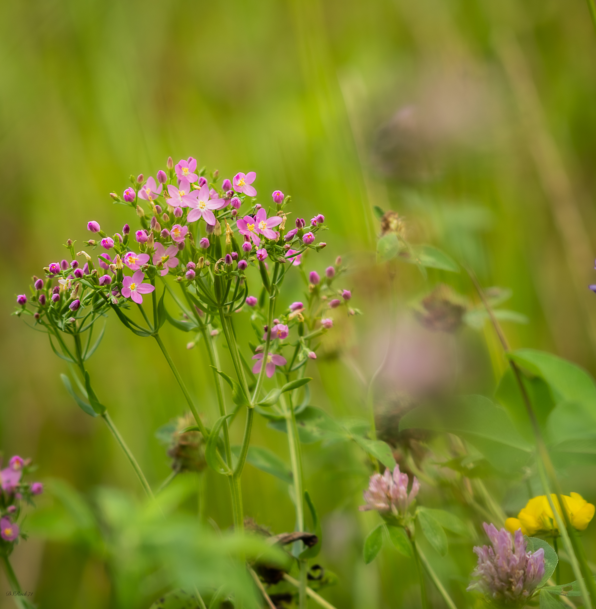 Little flowers in their environment