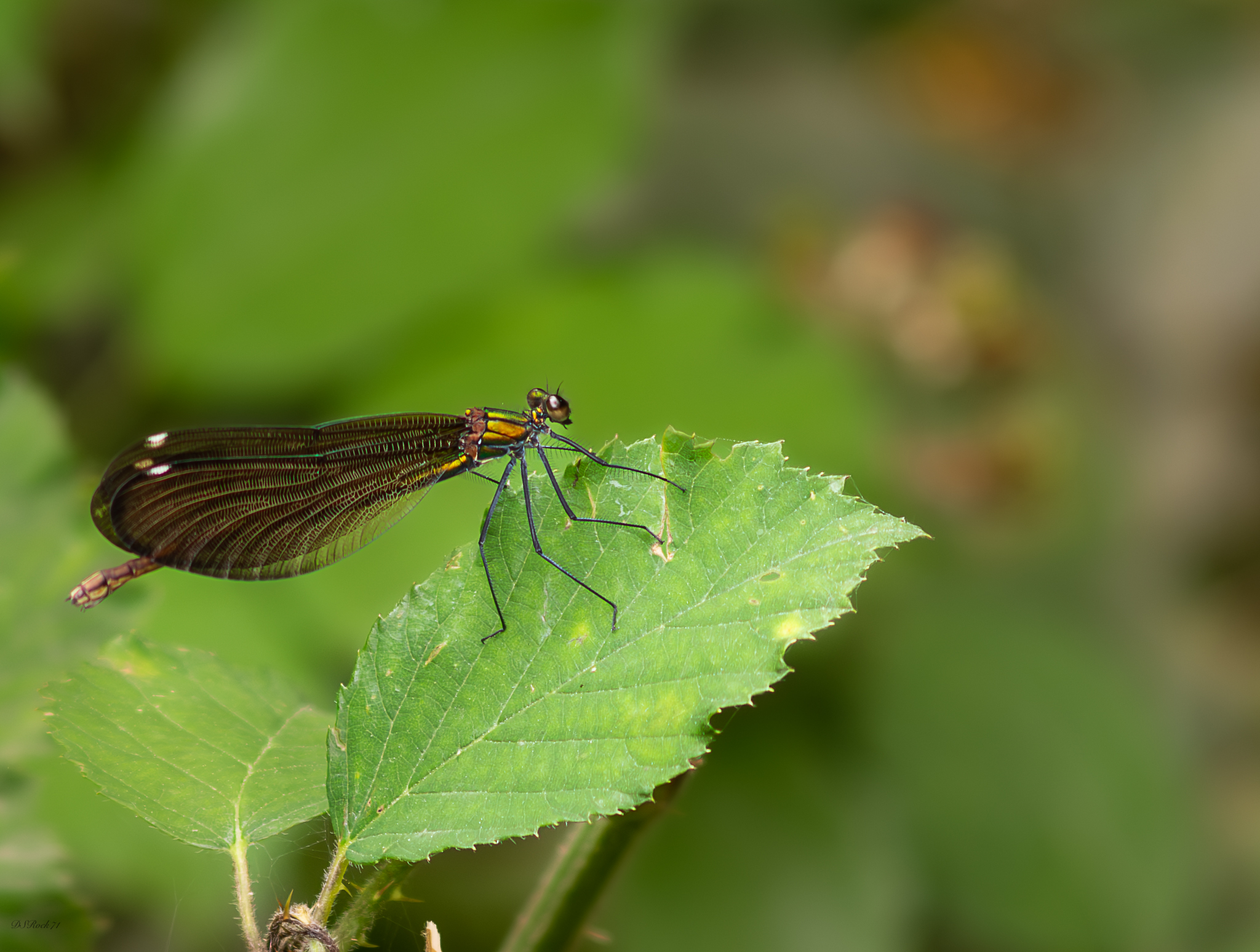 Dragonfly in observation