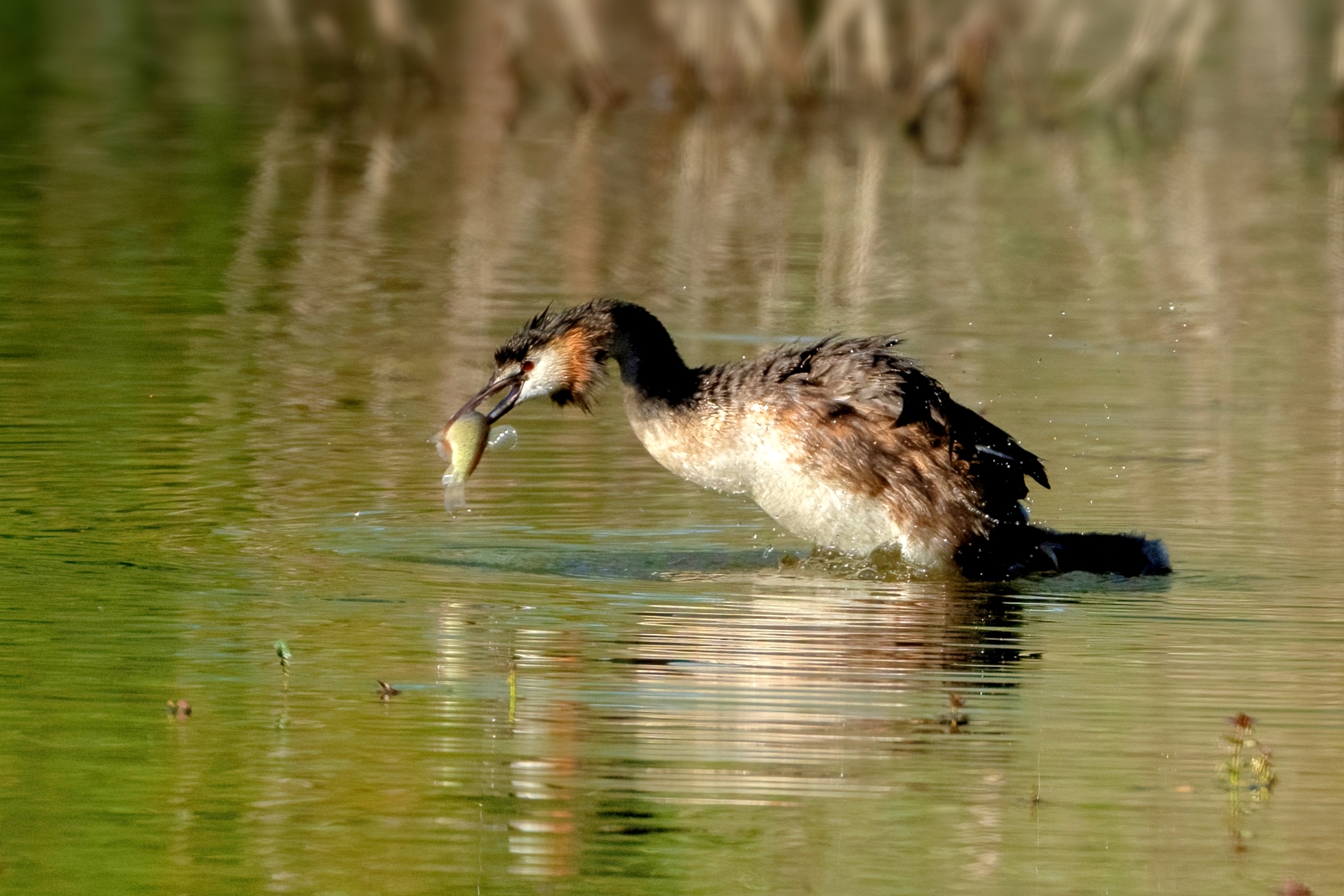 Svasso maggiore a pesca