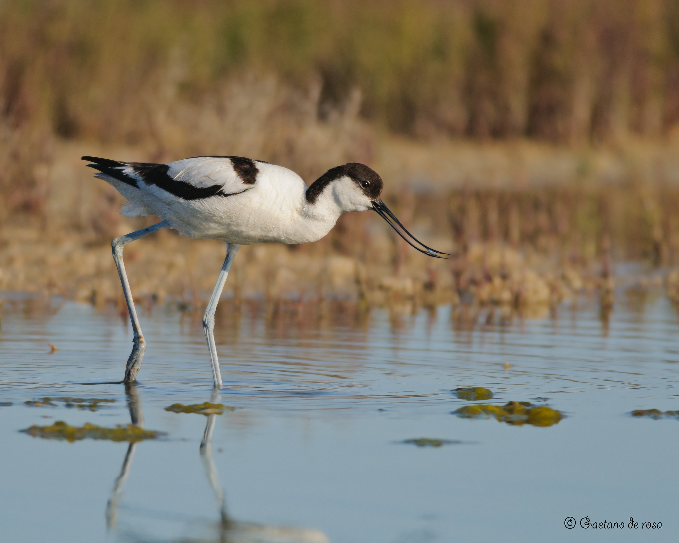 Avocetta.