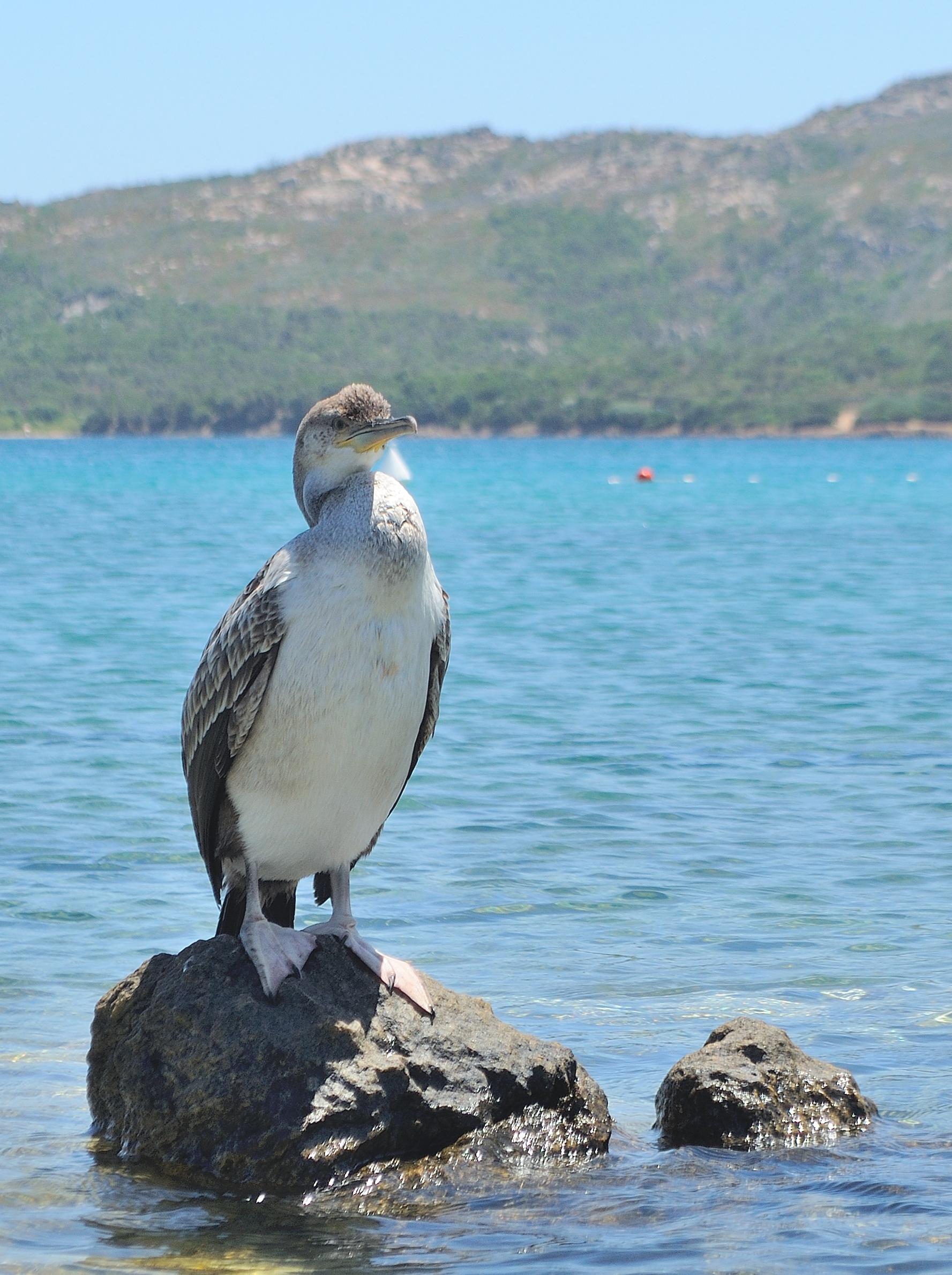 Marangone dal ciuffo