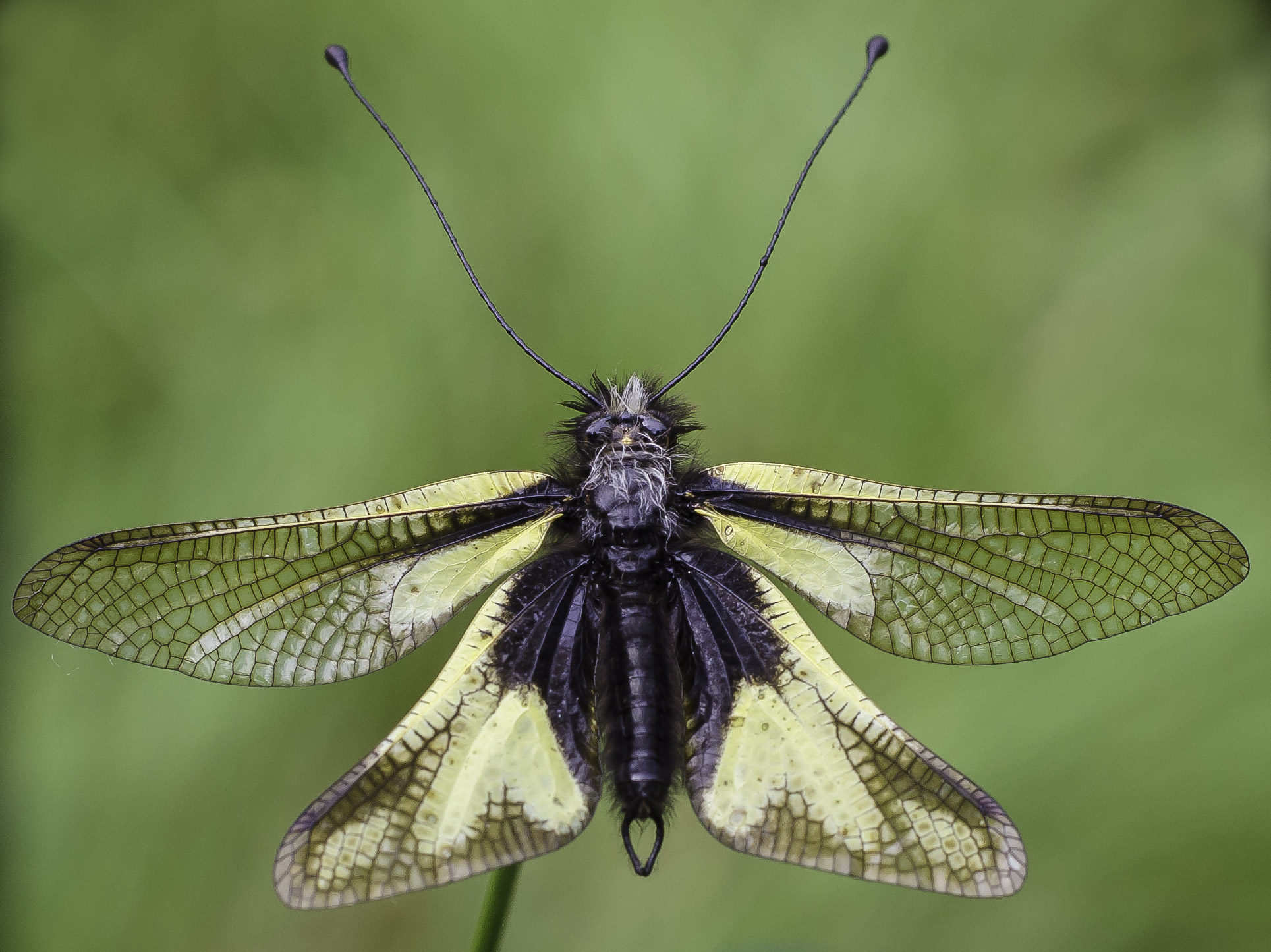 Primo tentativo macro...o quasi