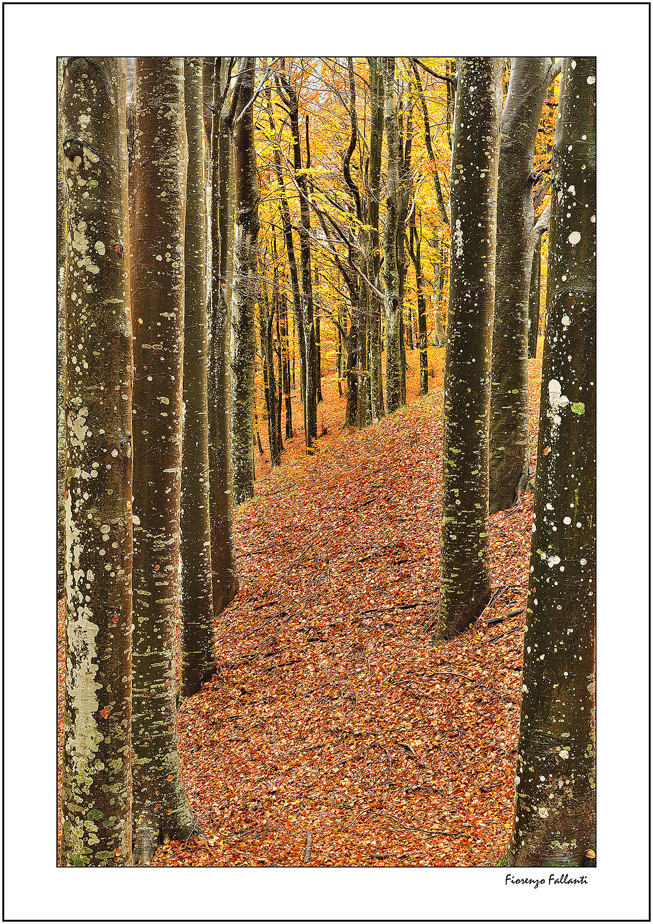 .. As the cypresses in double files ..