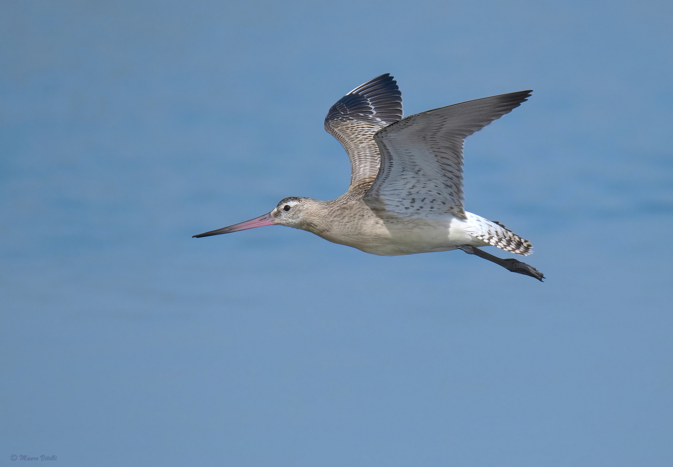 Pygmy godwit (Limosa lapponica)