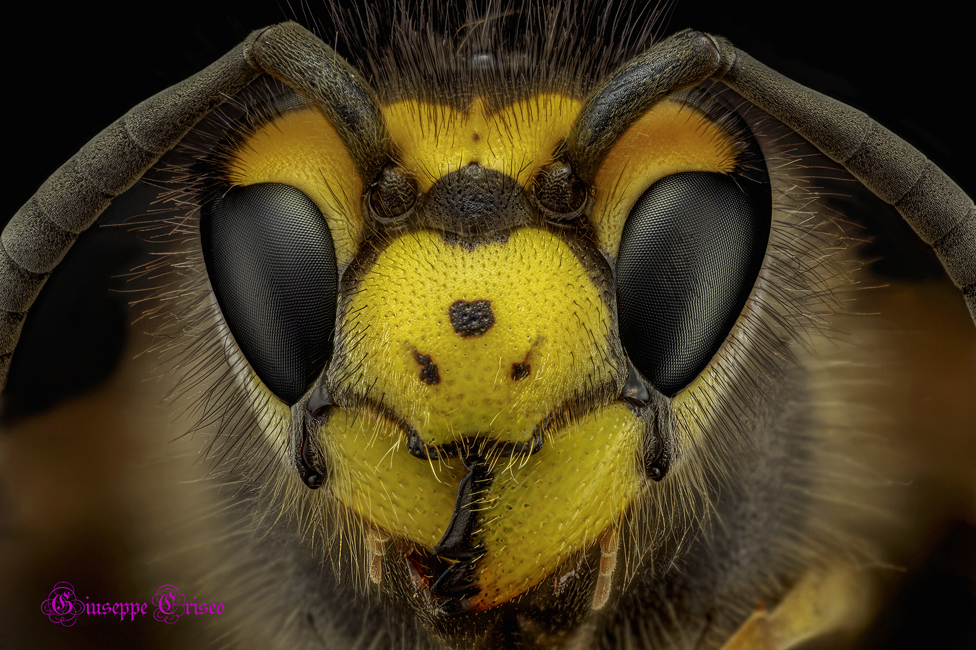 Vespula