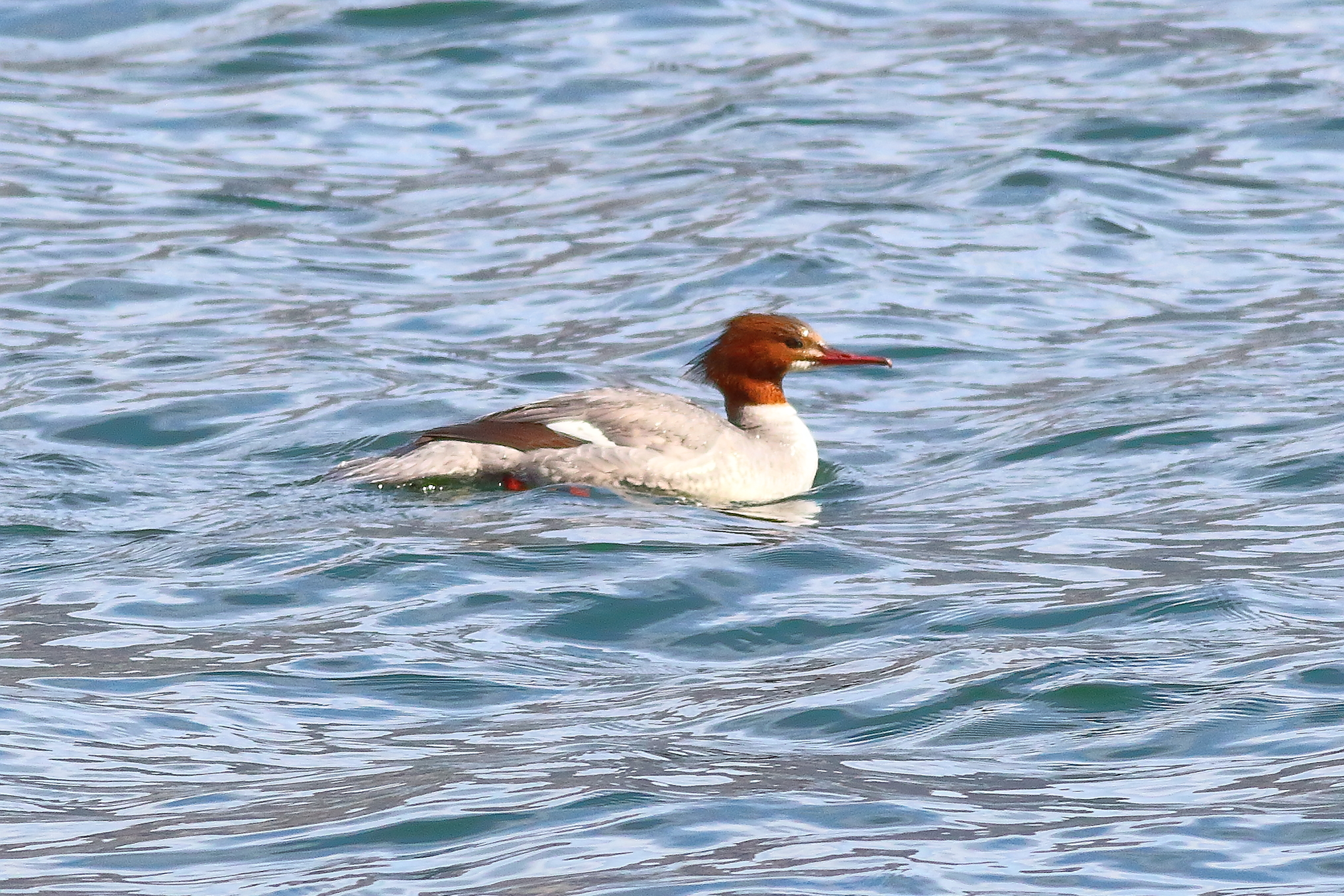 Smergo 25 marzo 2024 - 7453