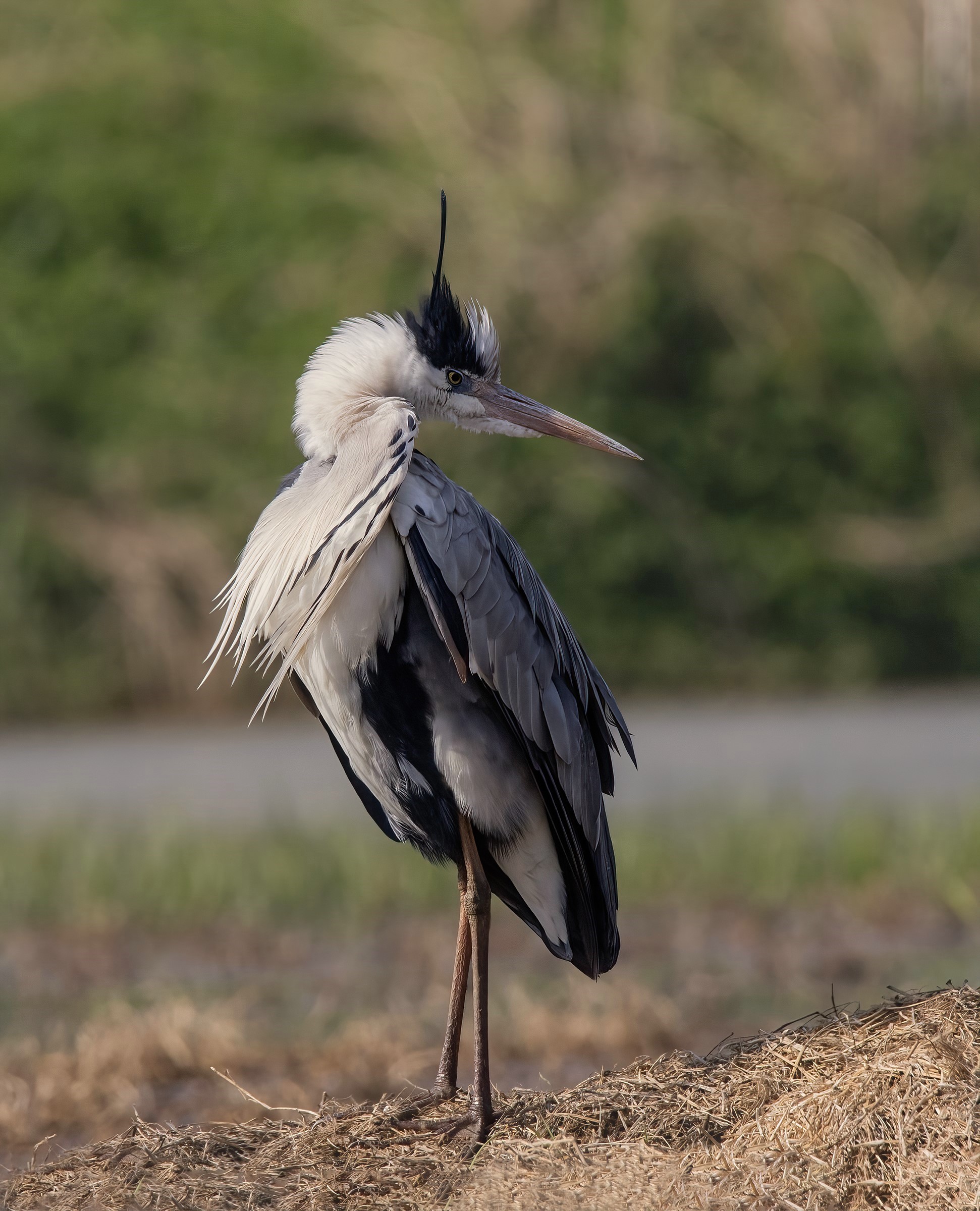 The star of the reserve