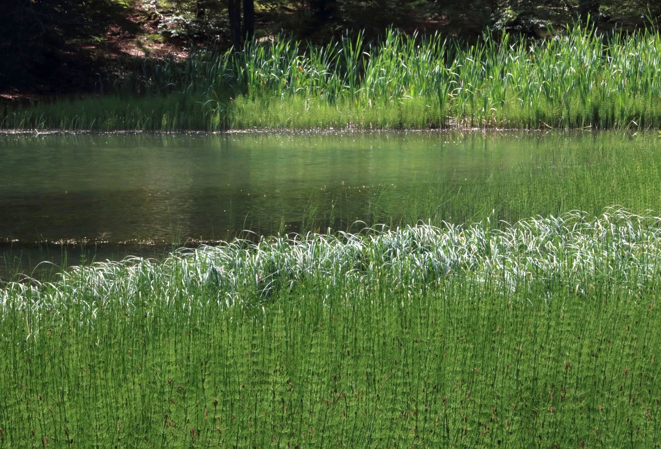 Tutti i verdi del mondo