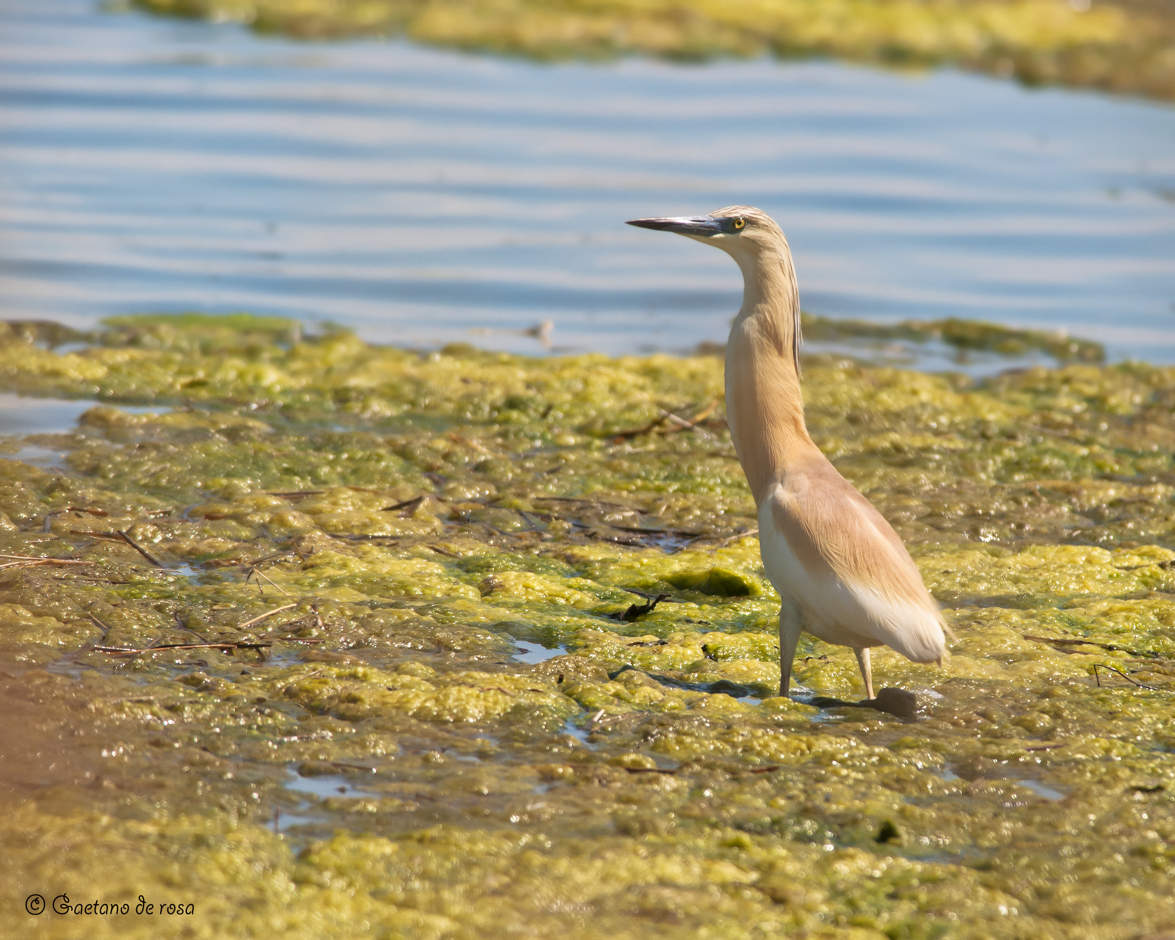 Sgarza Ciuffetto...dist.20 m crop 35%