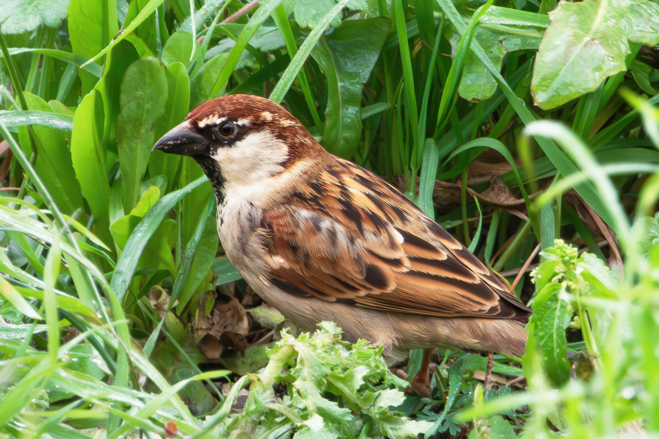 Italian Sparrow