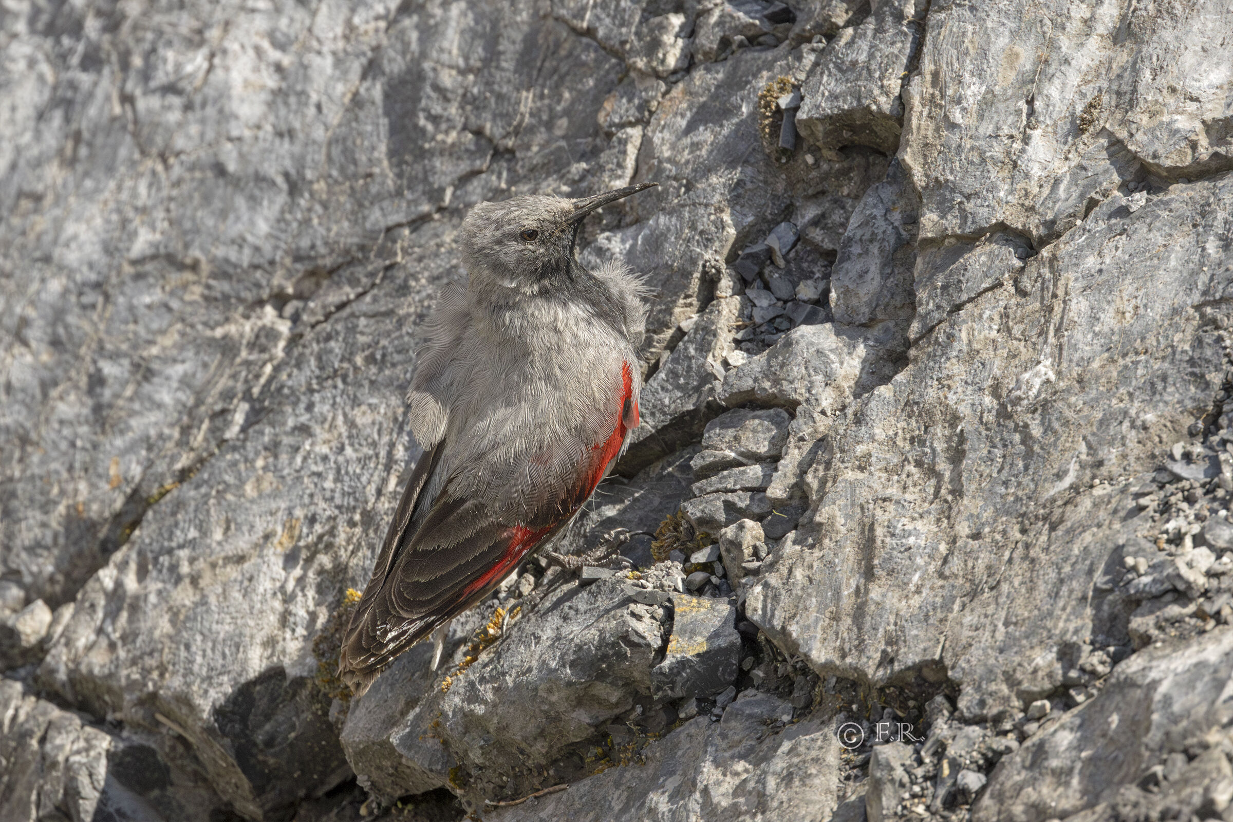 Wallcreeper