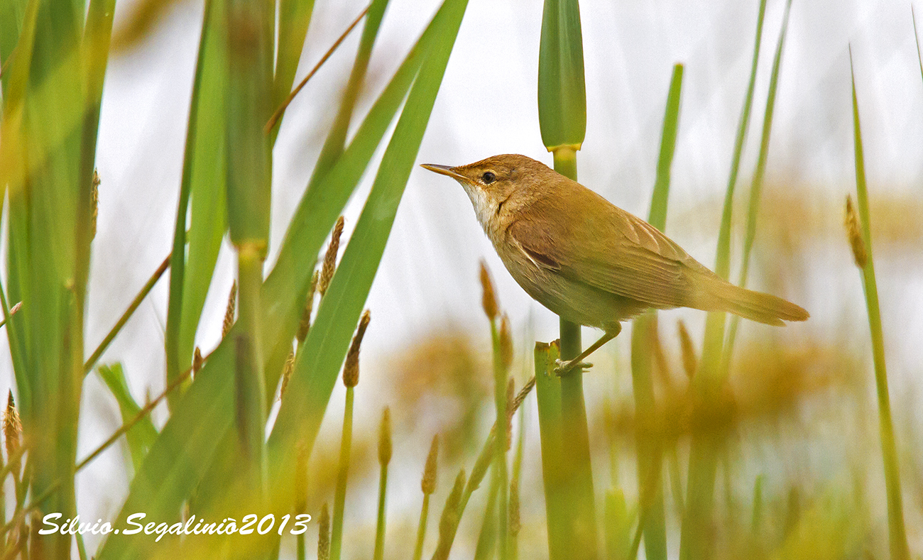 Cannaiola..tra le cannelle