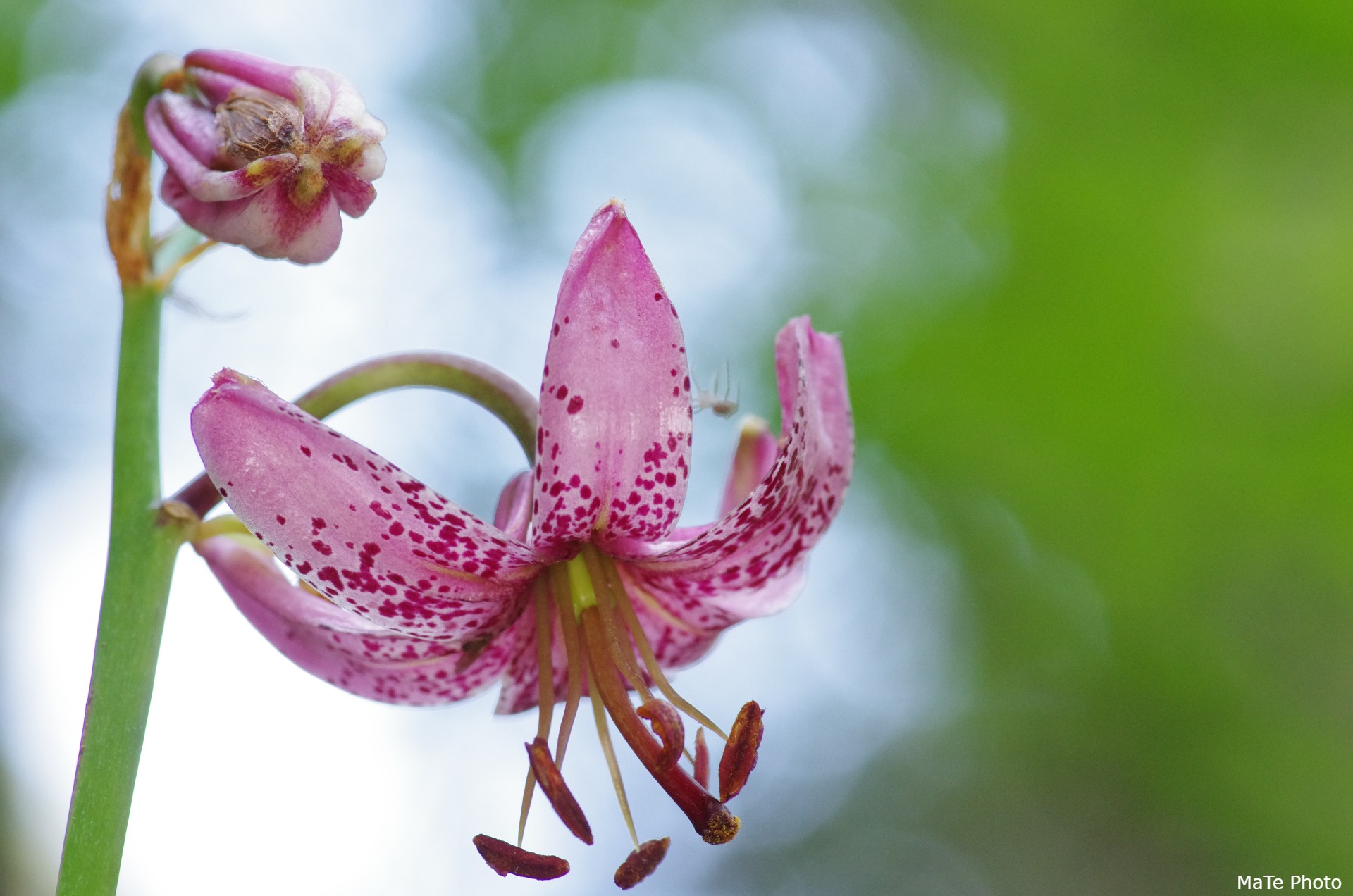 Lilium martagon