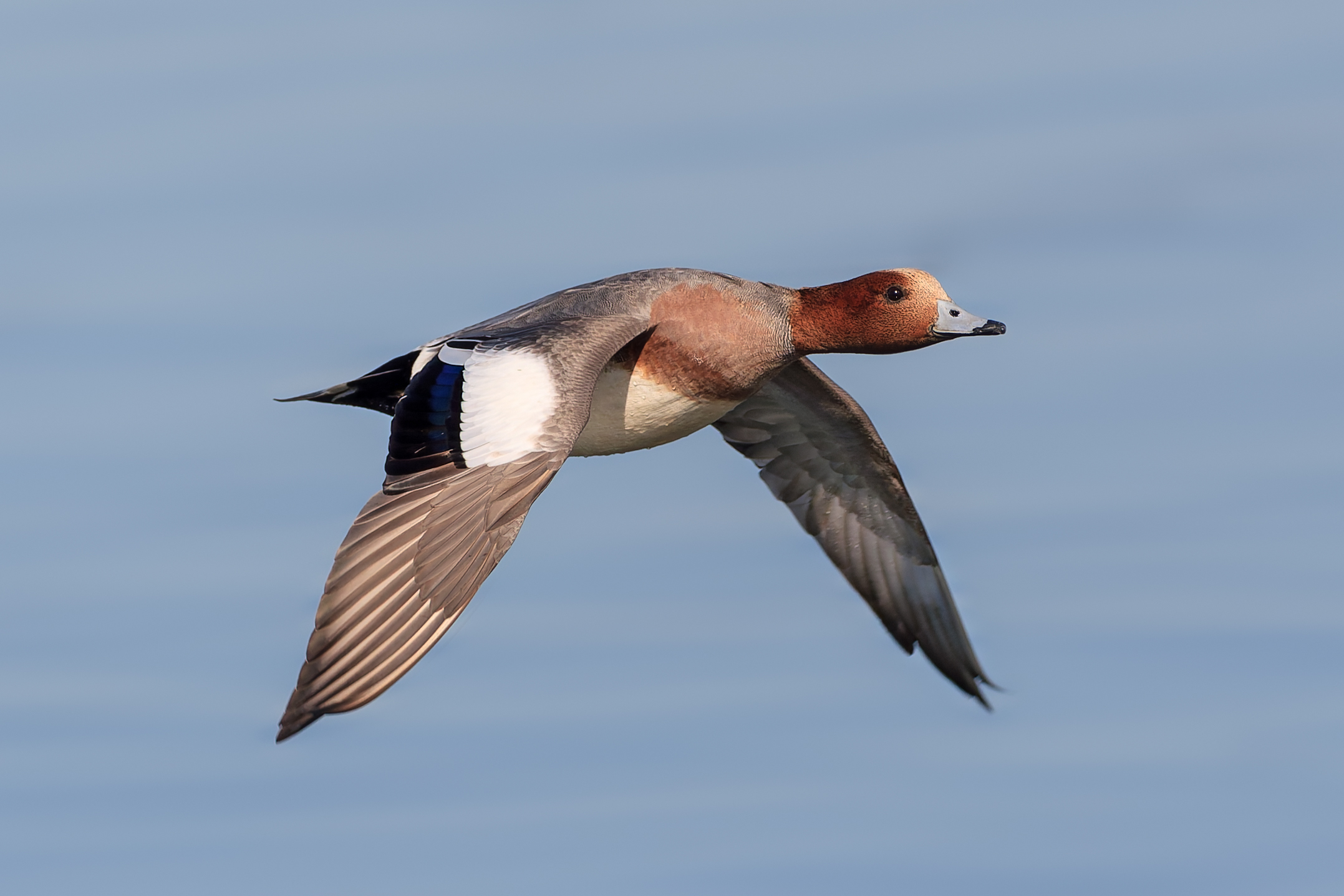 Eurasian wigeon