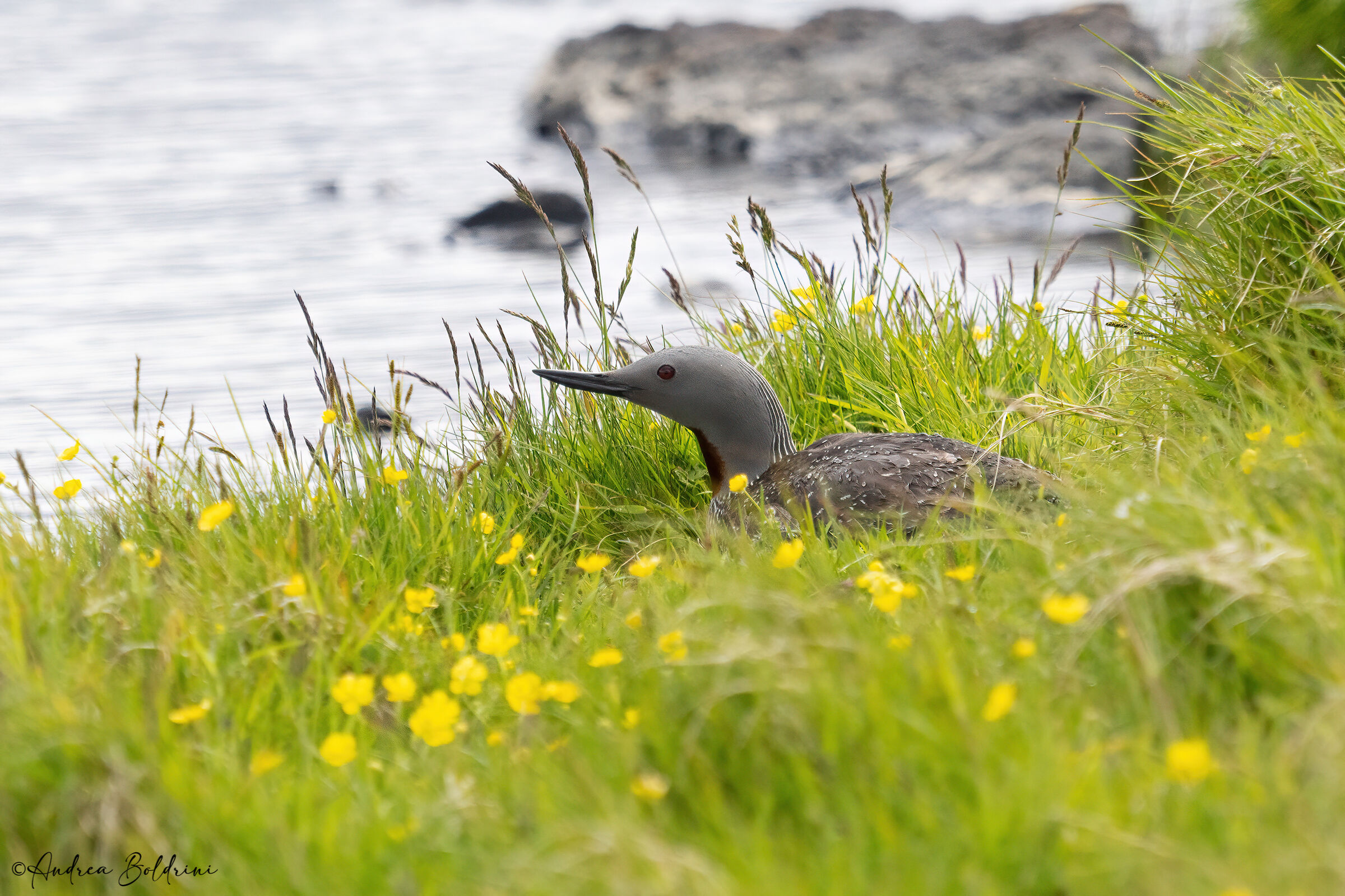 Red-throated diver