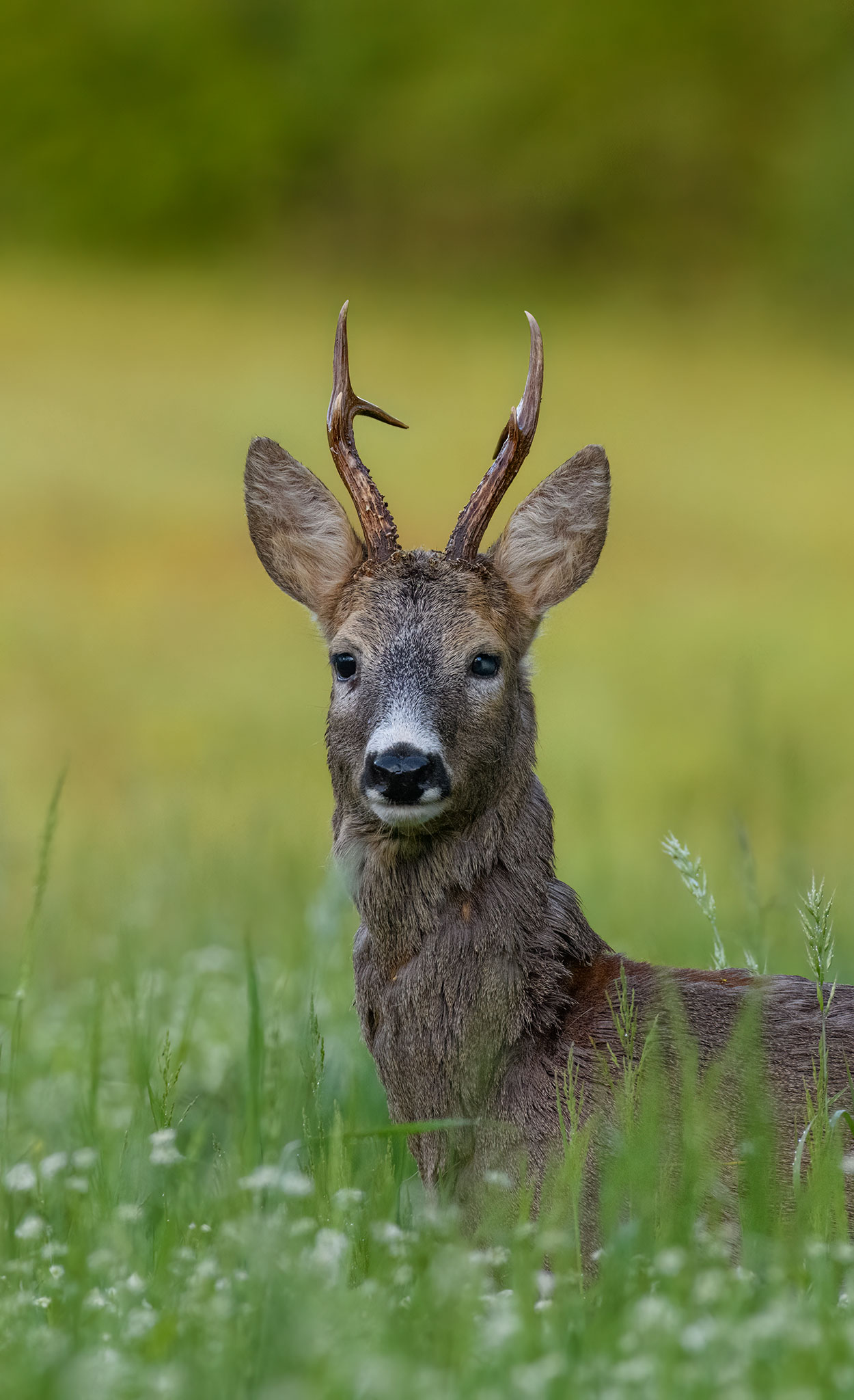 roe deer